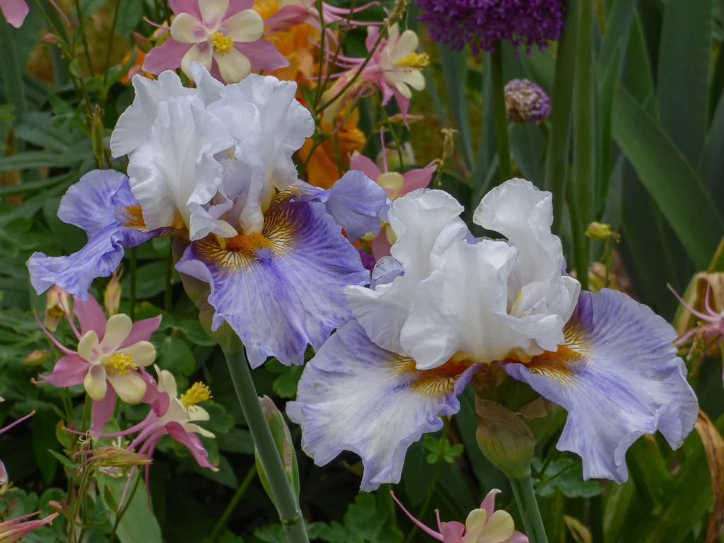 Cultivating Timeless Garden Elegance