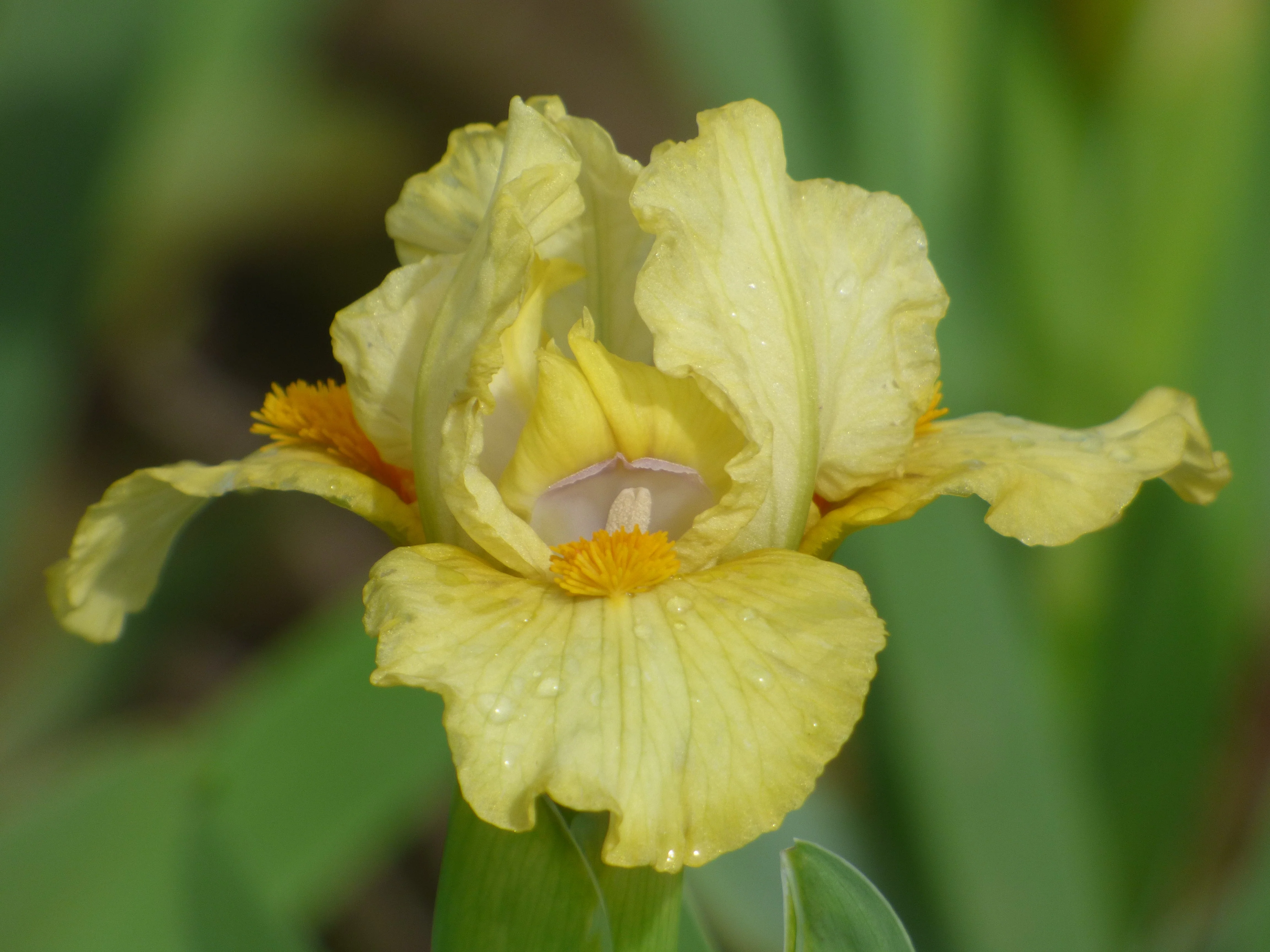 2026 Dainty Dwarf Iris Collection - Image 3