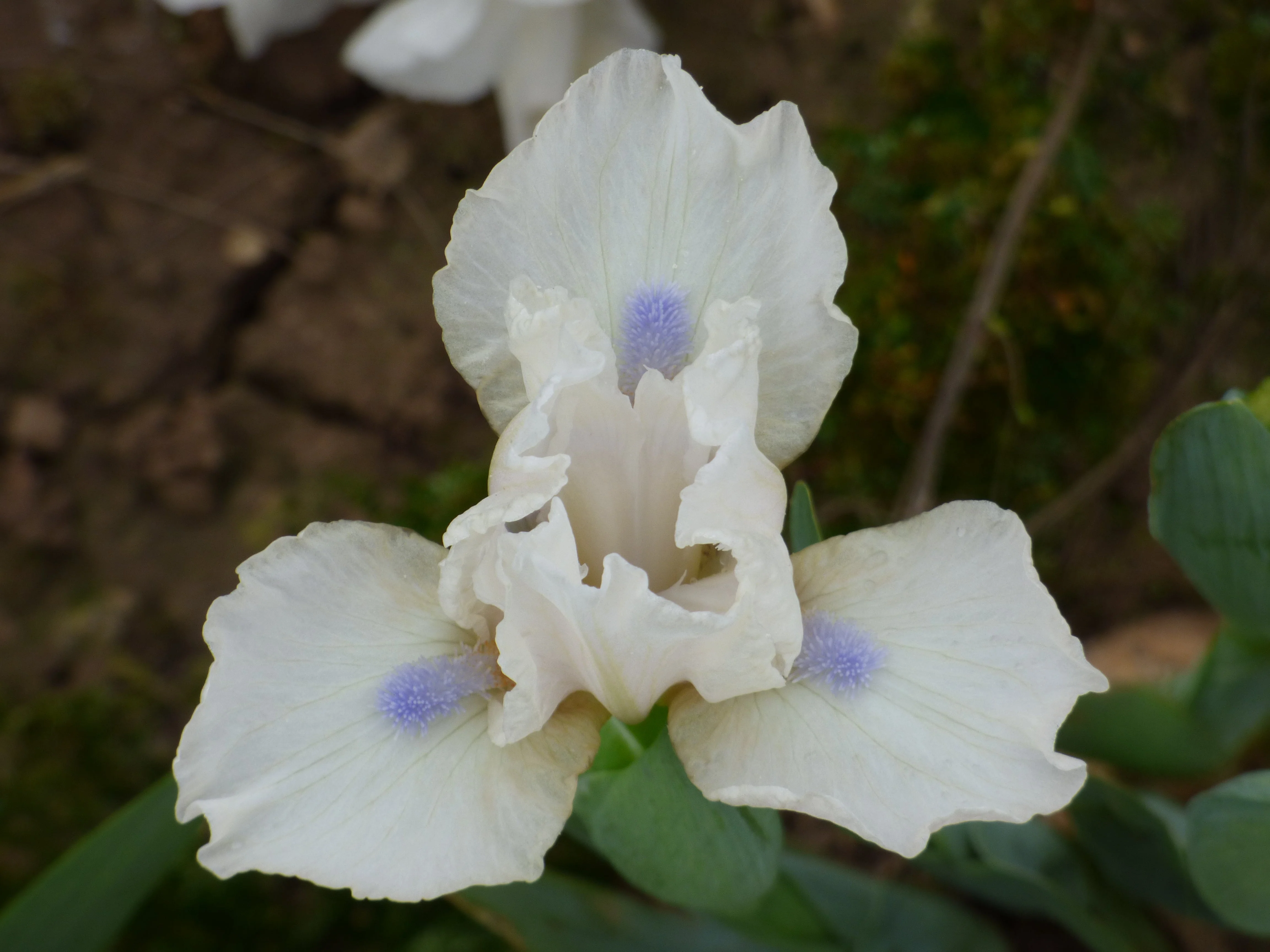 2026 Dainty Dwarf Iris Collection - Image 4