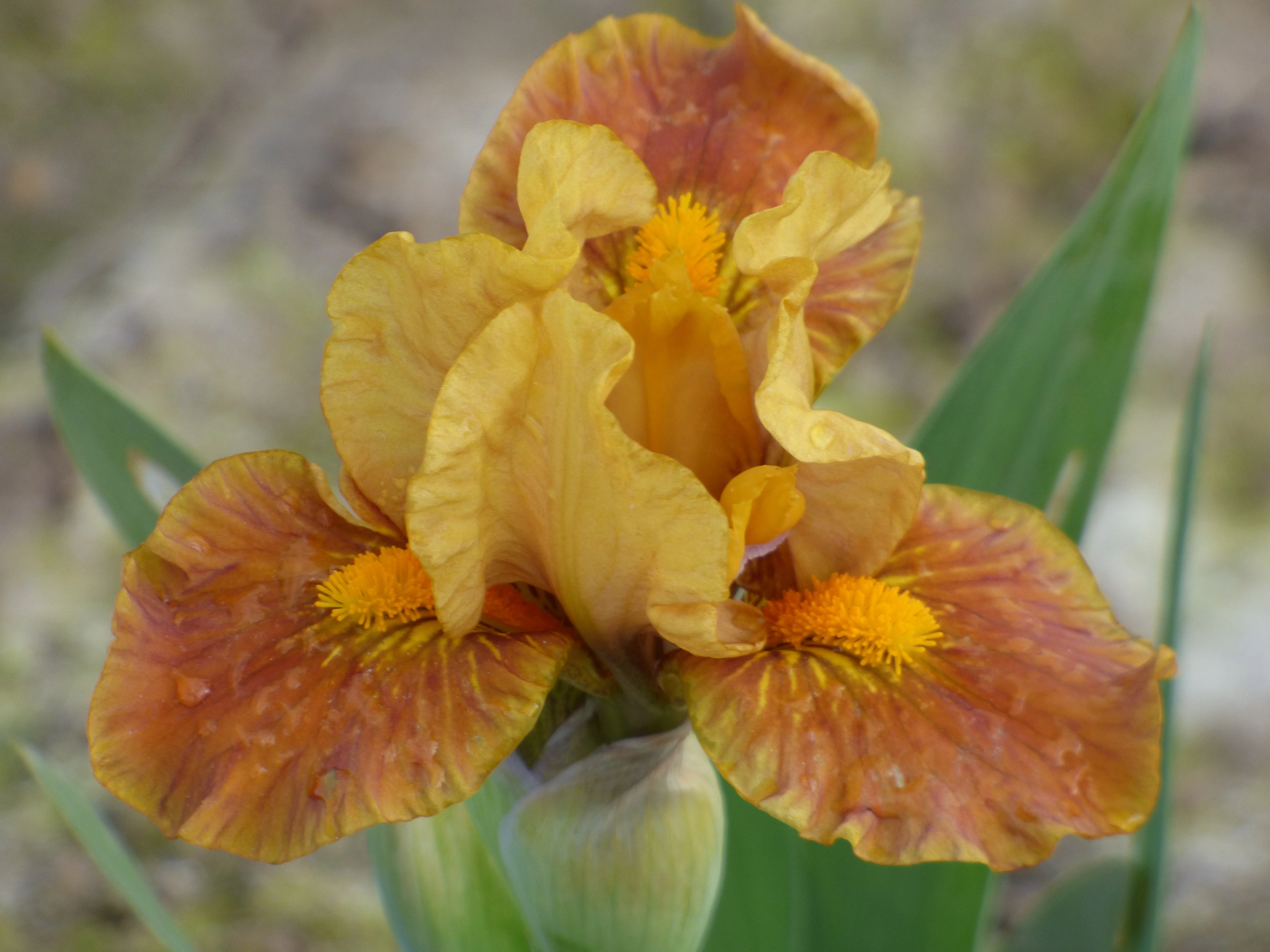 2026 Dainty Dwarf Iris Collection - Image 5