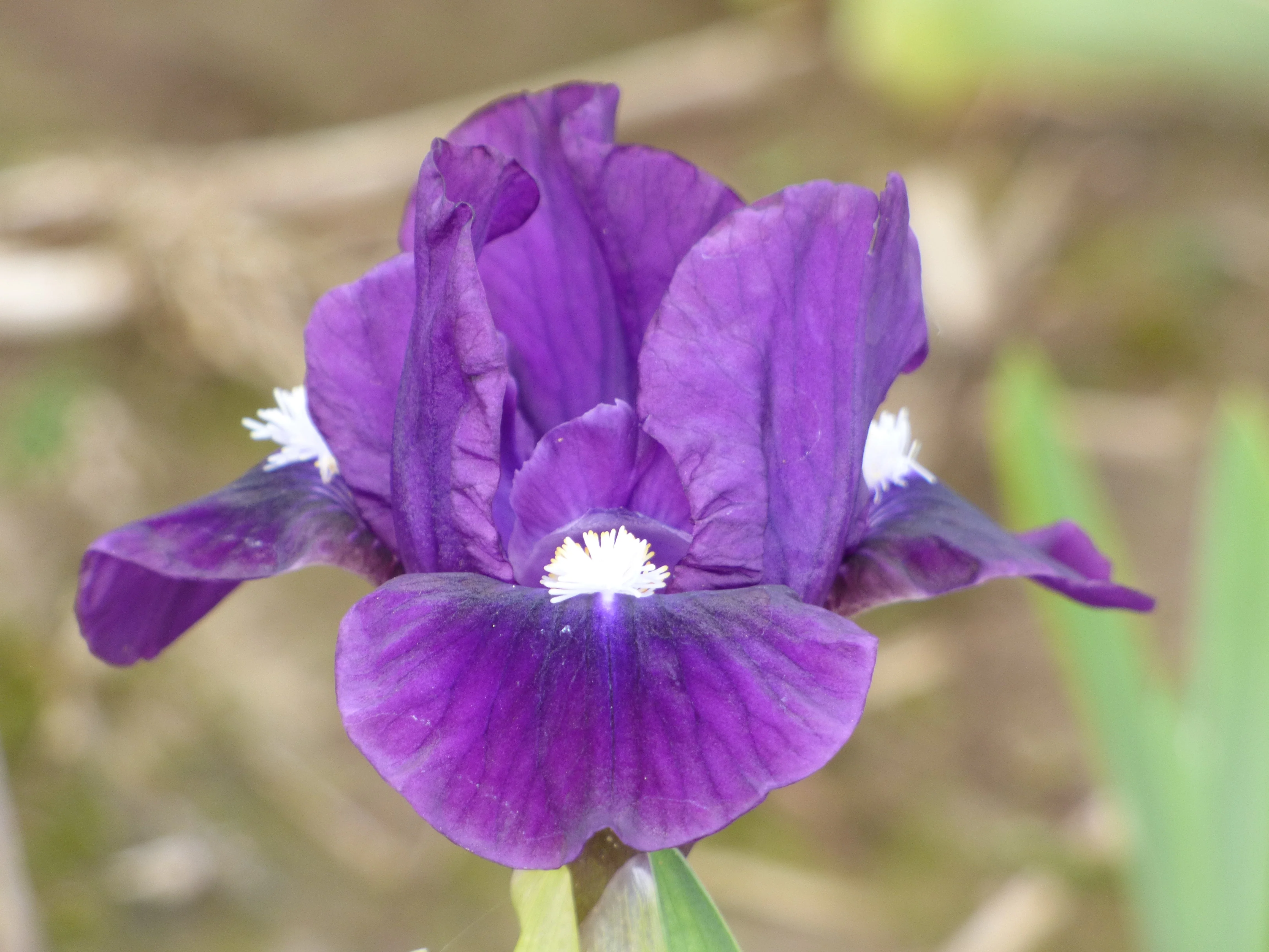 2026 Dainty Dwarf Iris Collection - Image 6