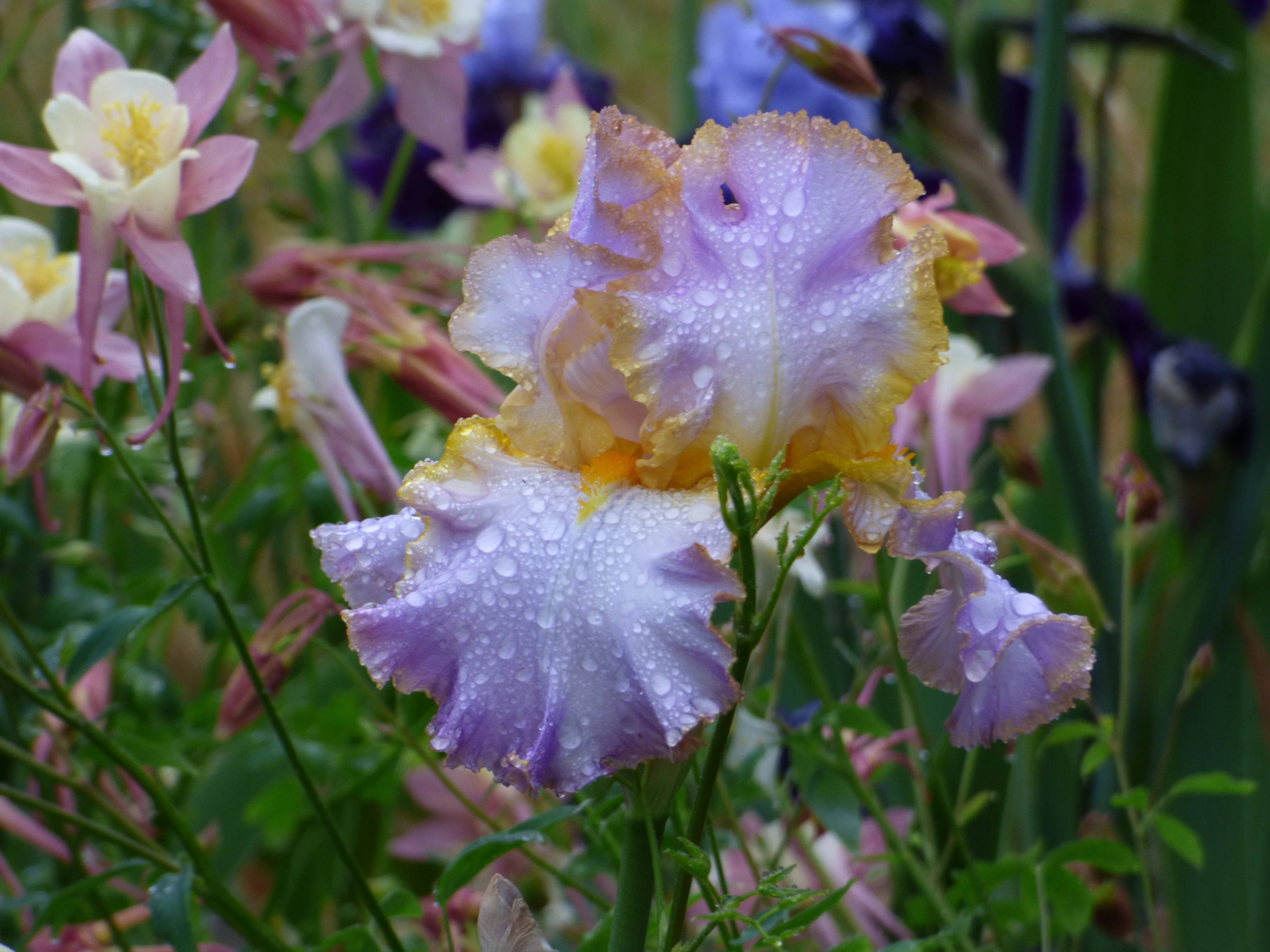 All About Spring - Image 3