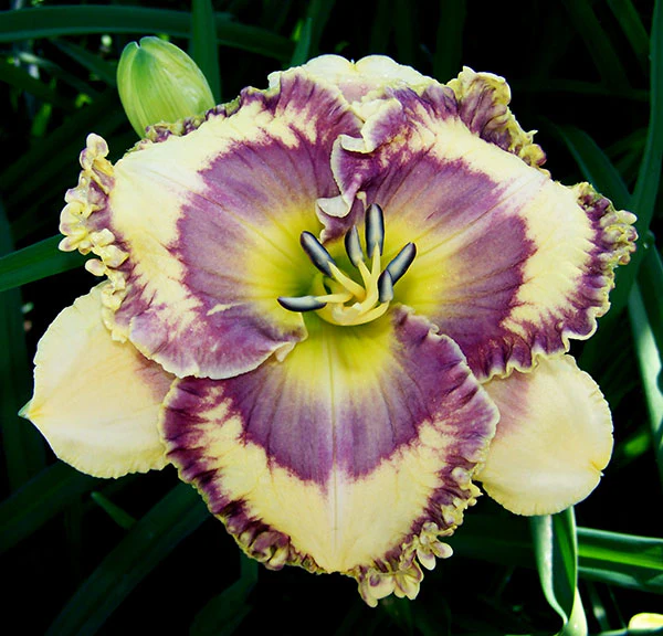 Applegate - Image 2