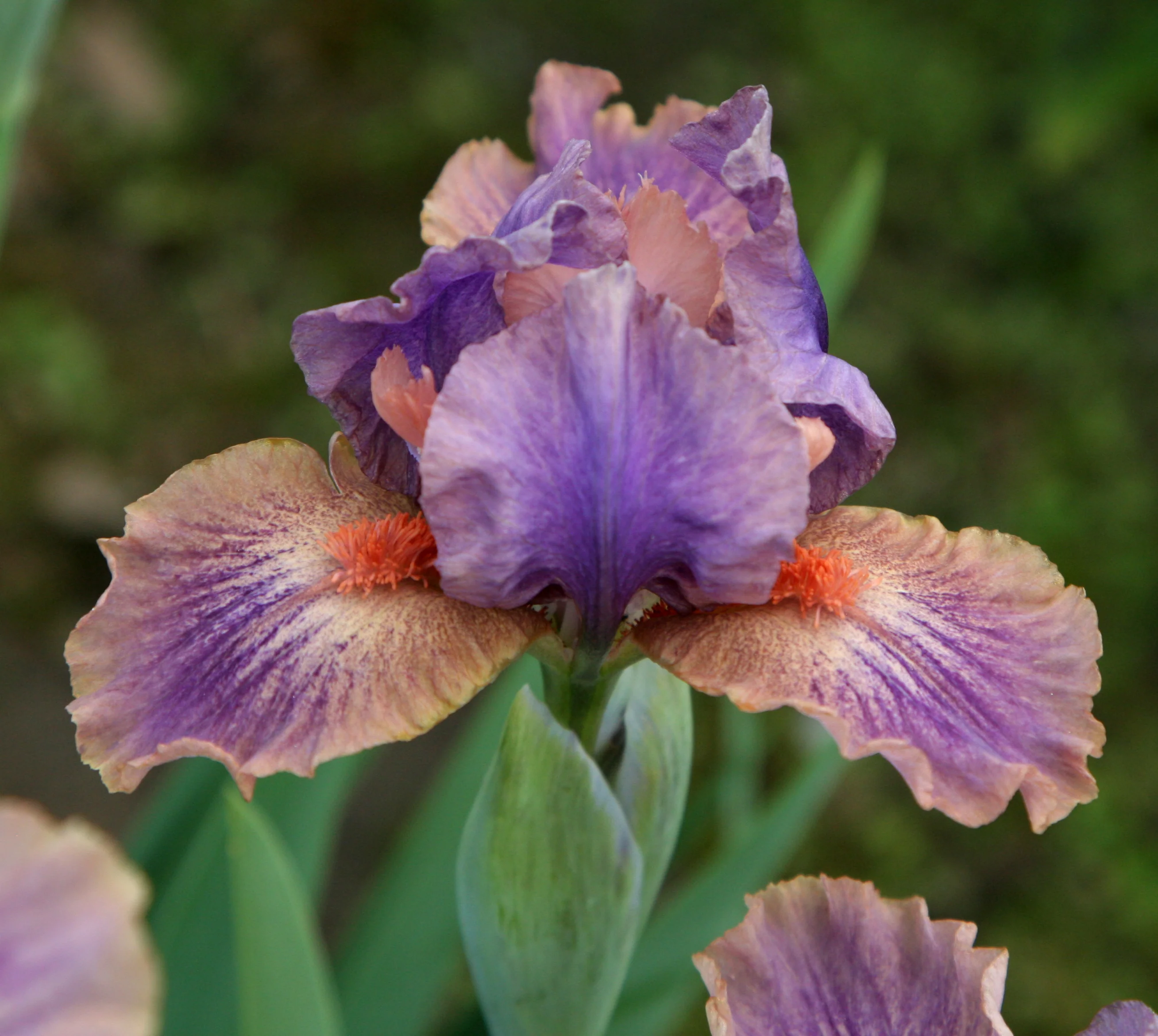 April Fanfare