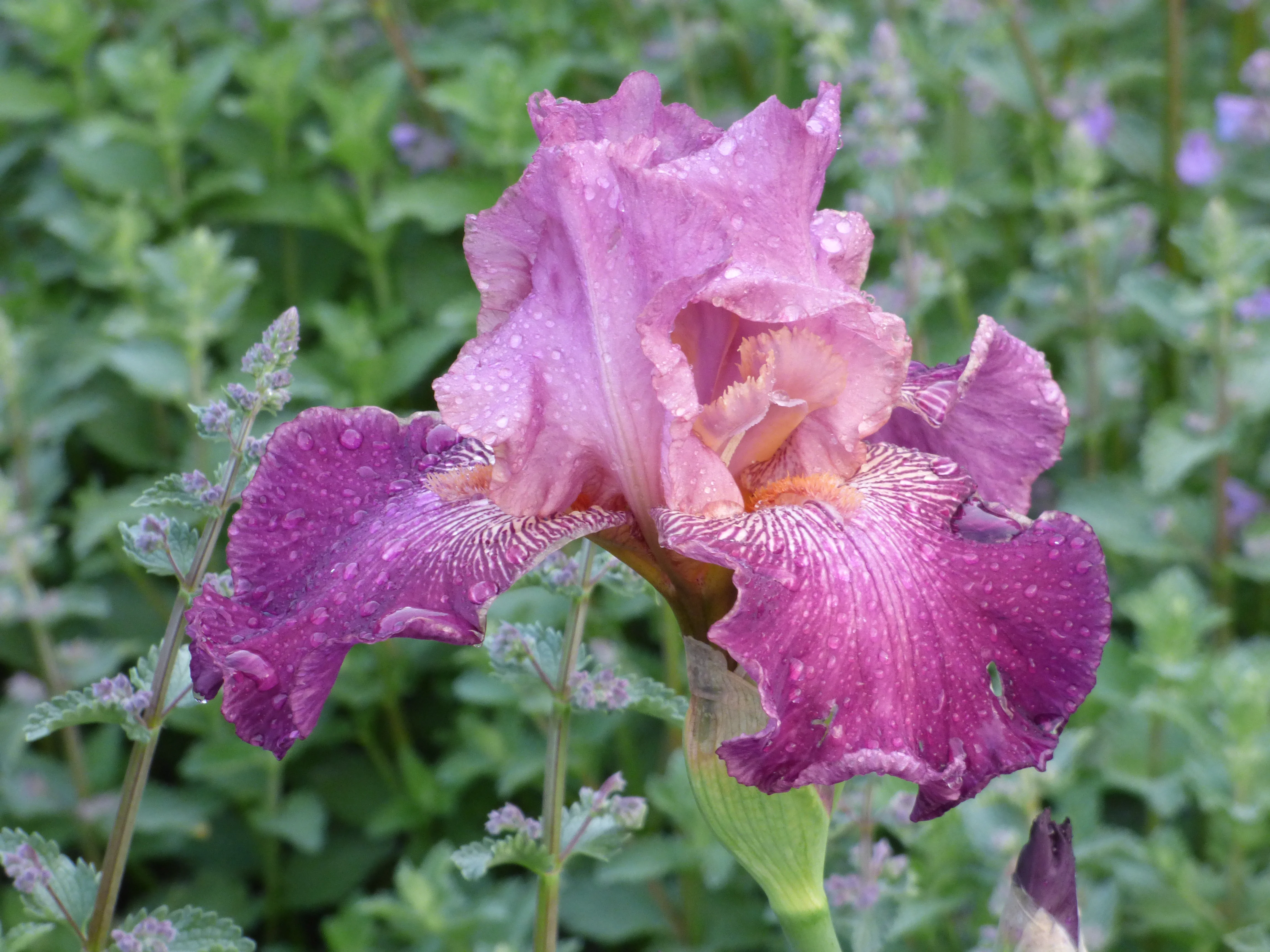 Autumn Rose - Image 2