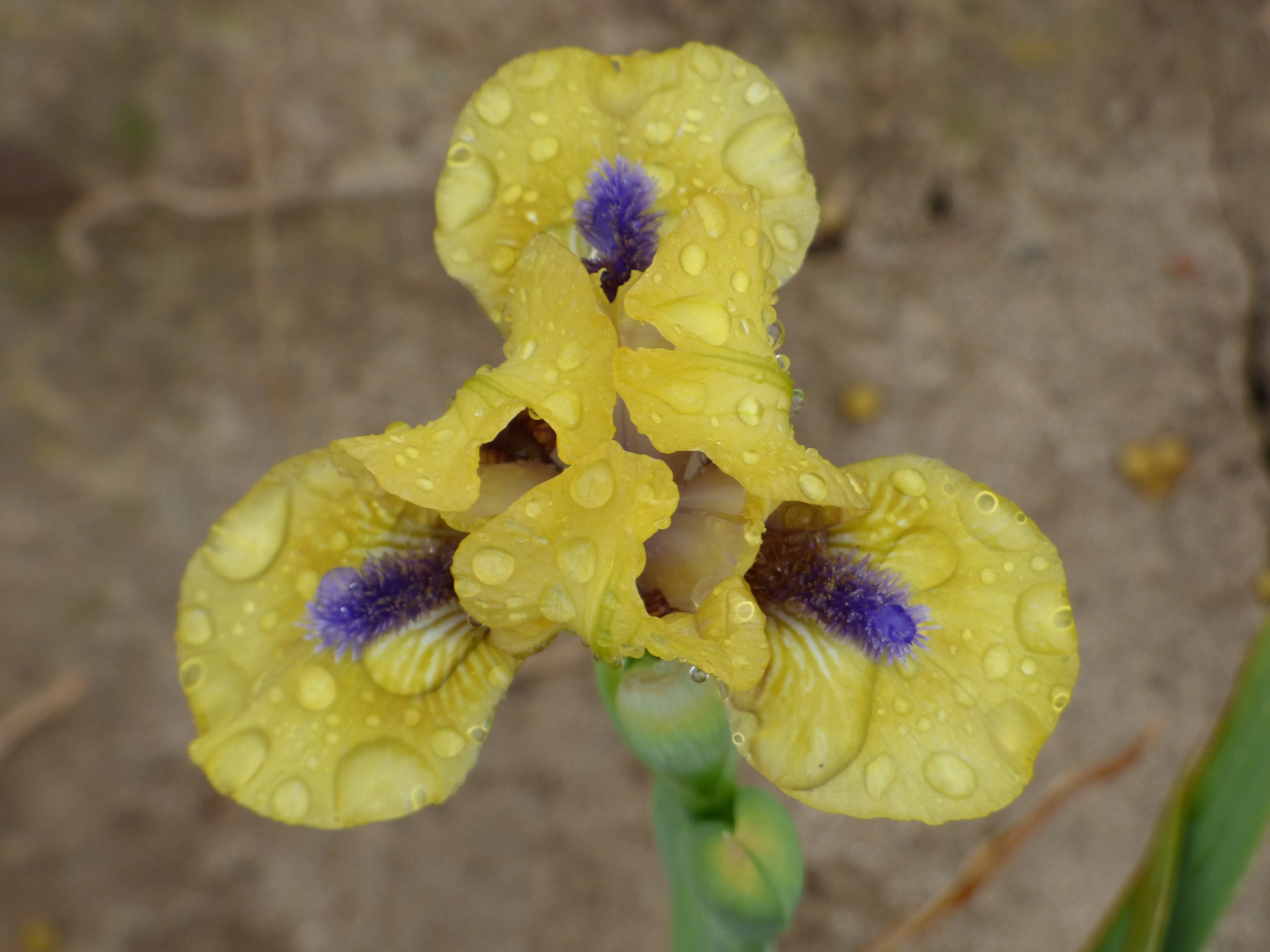Baby Charger - Image 4
