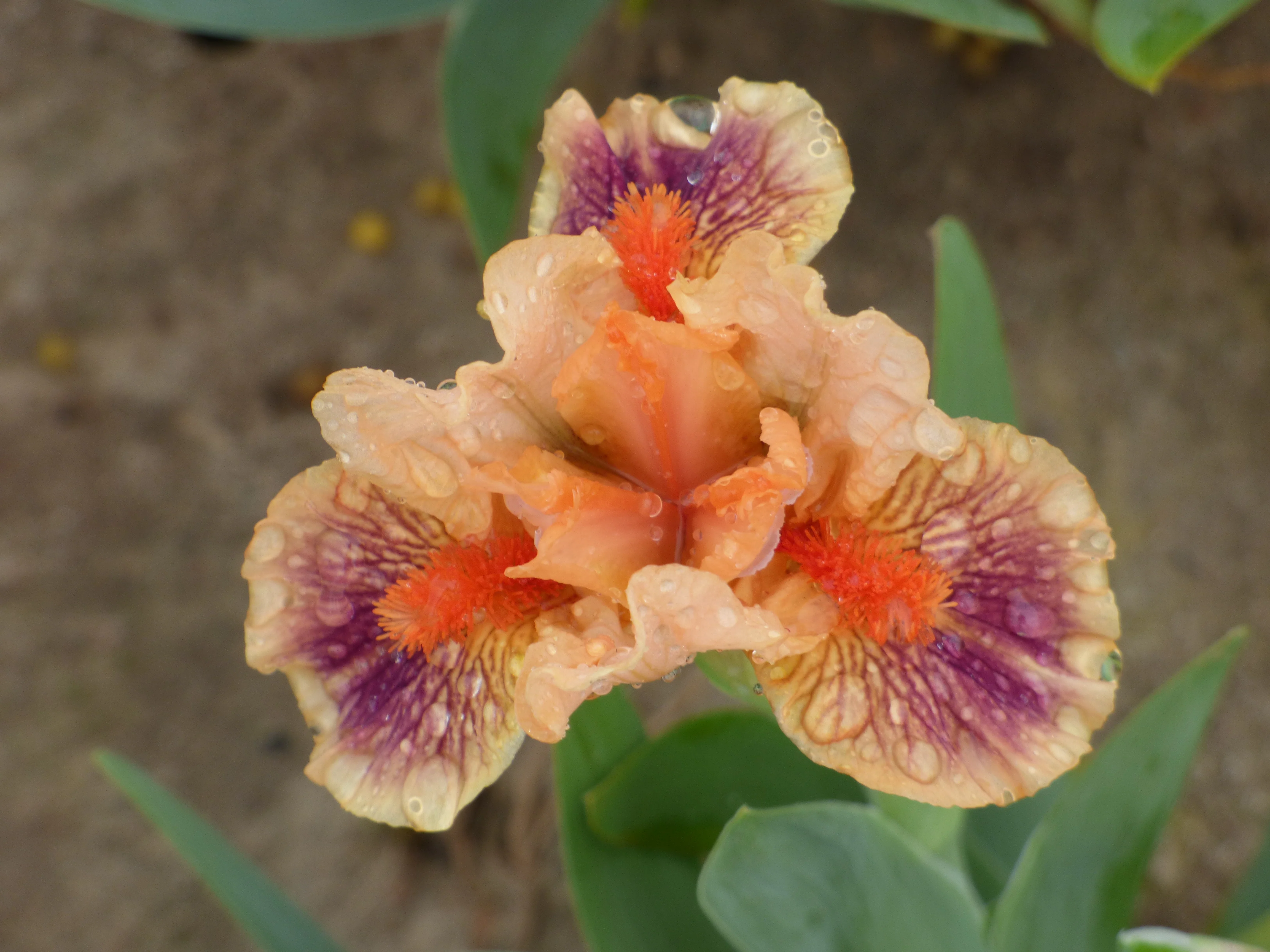 Bear's Ears - Image 3