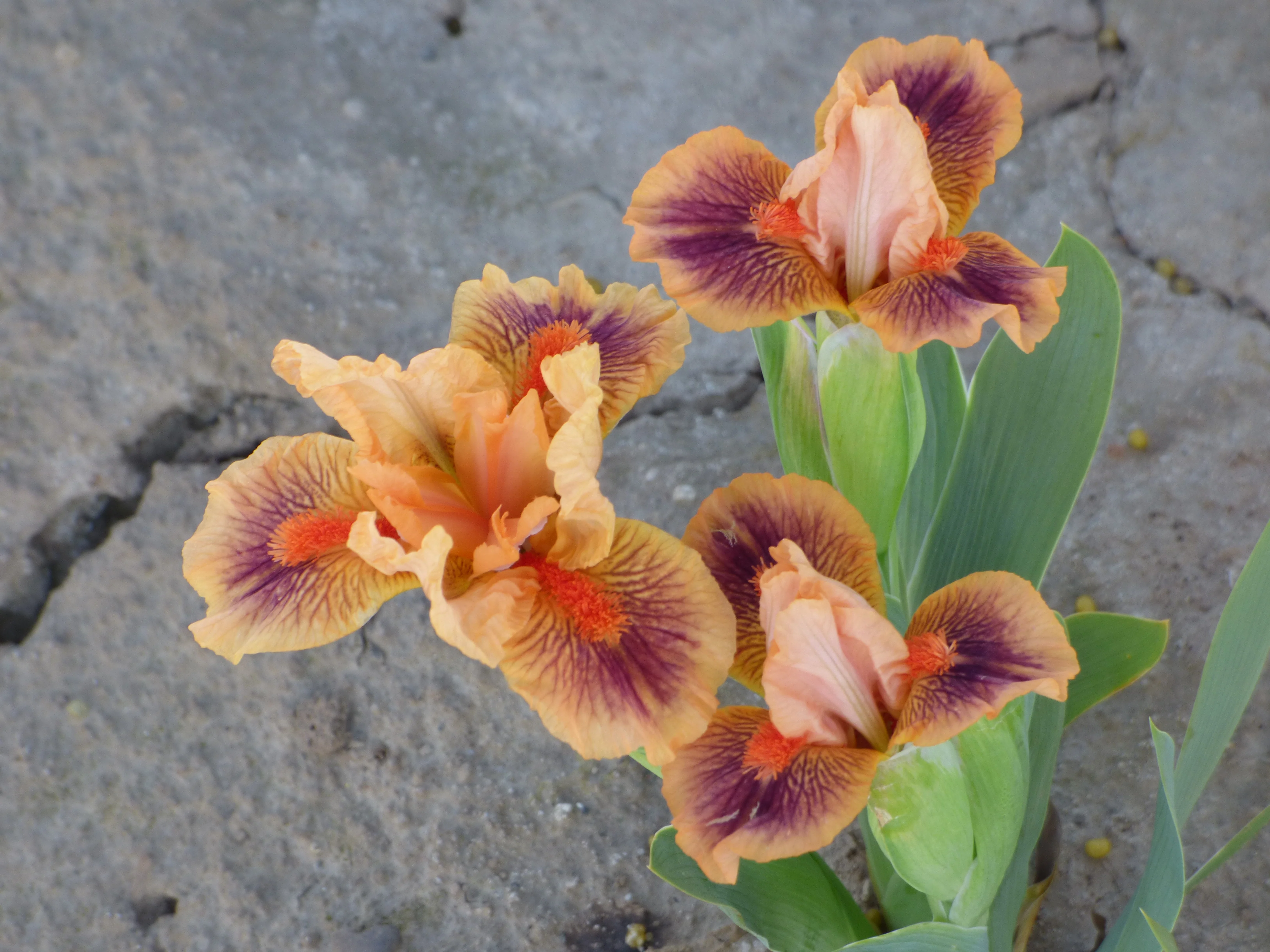 Bear's Ears - Image 4