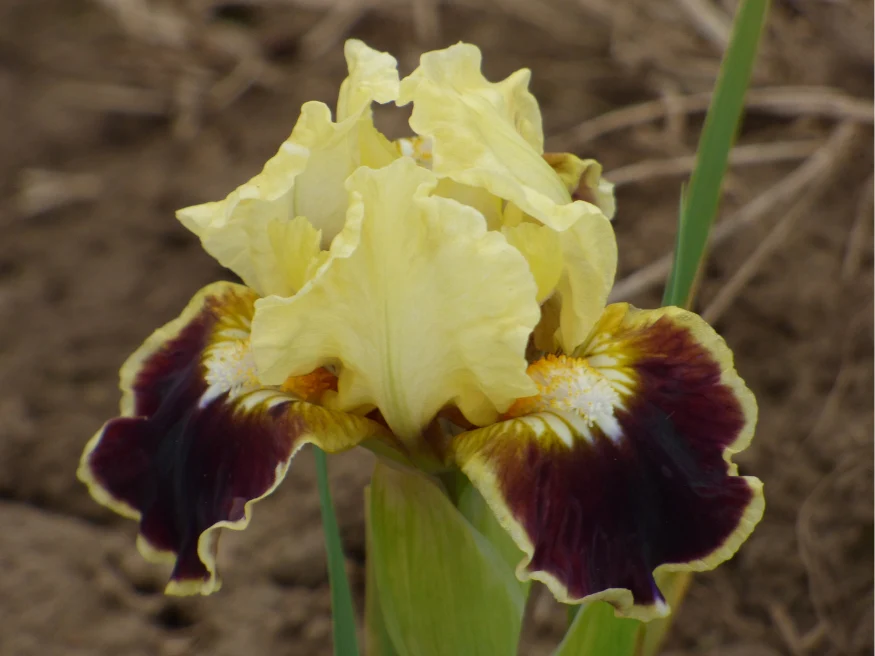 Bee Kind - Image 3