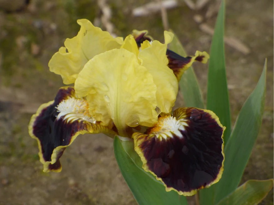 Bee Kind - Image 4