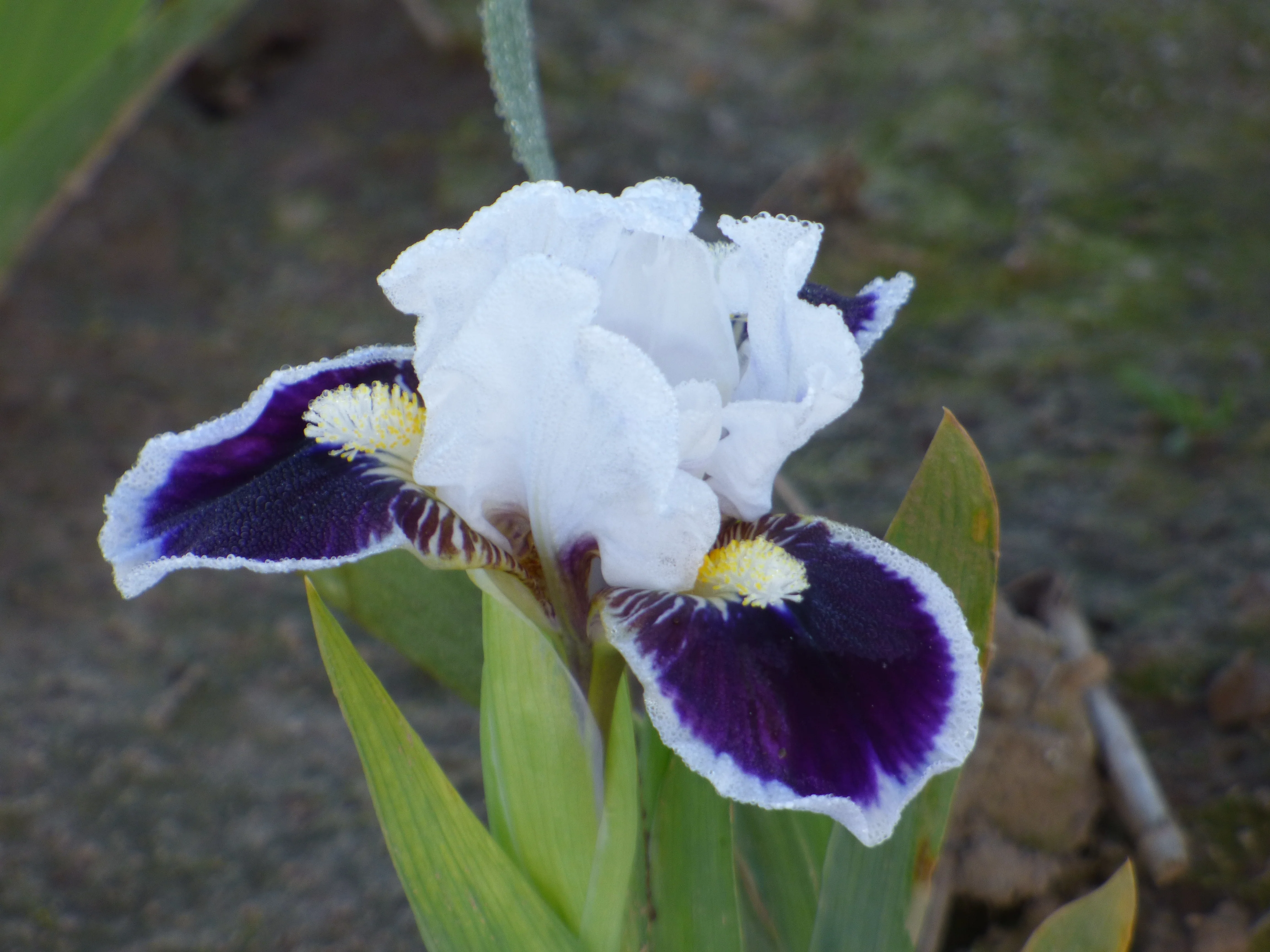 Bitty Beauty - Image 2