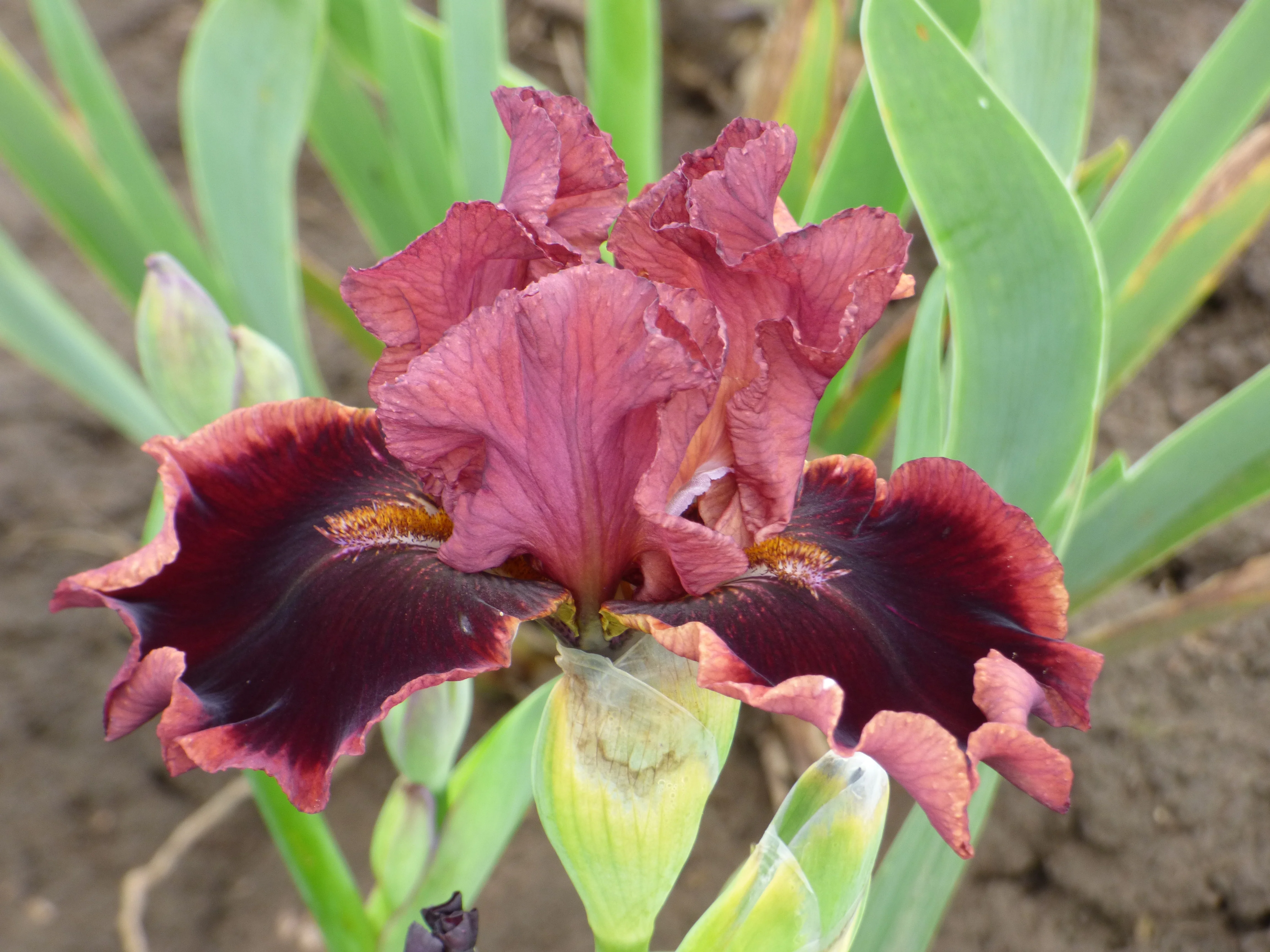 Black Cherry Sorbet - Image 2