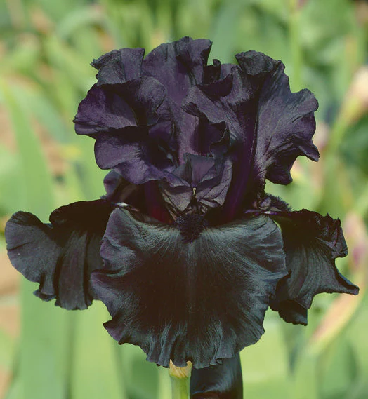 Black Is Black