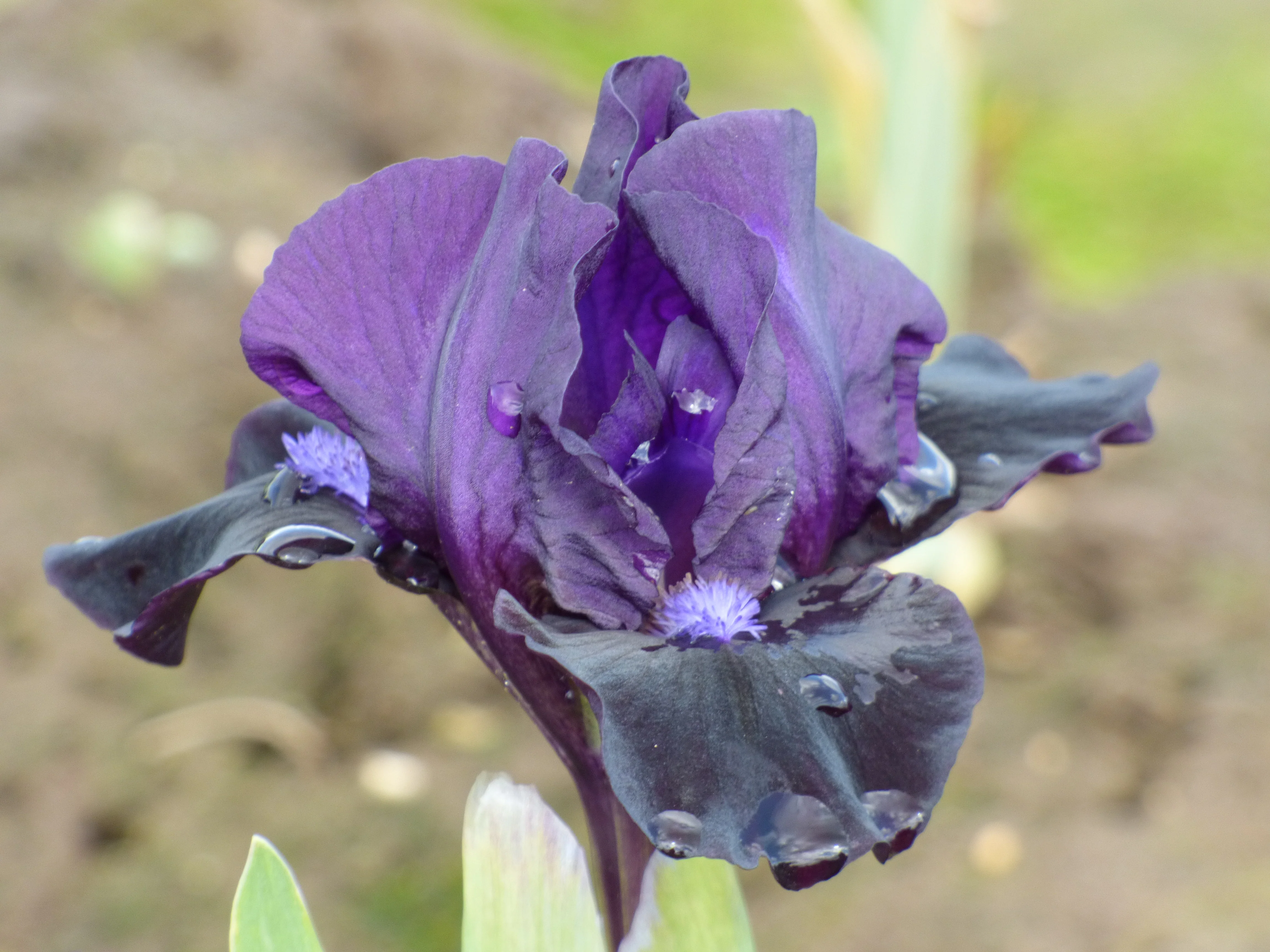 Black Lightning - Image 3