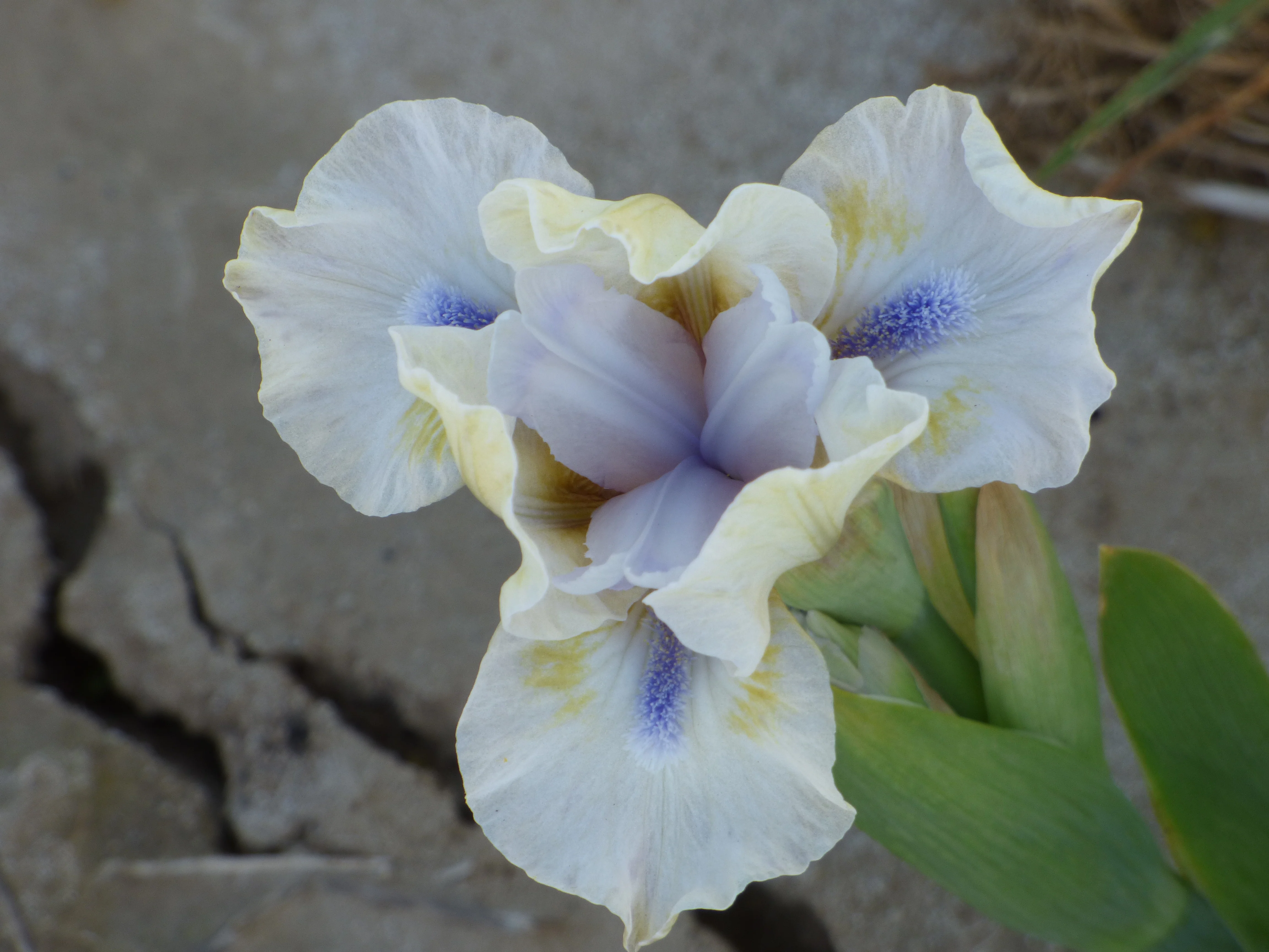 Blue Oasis - Image 3