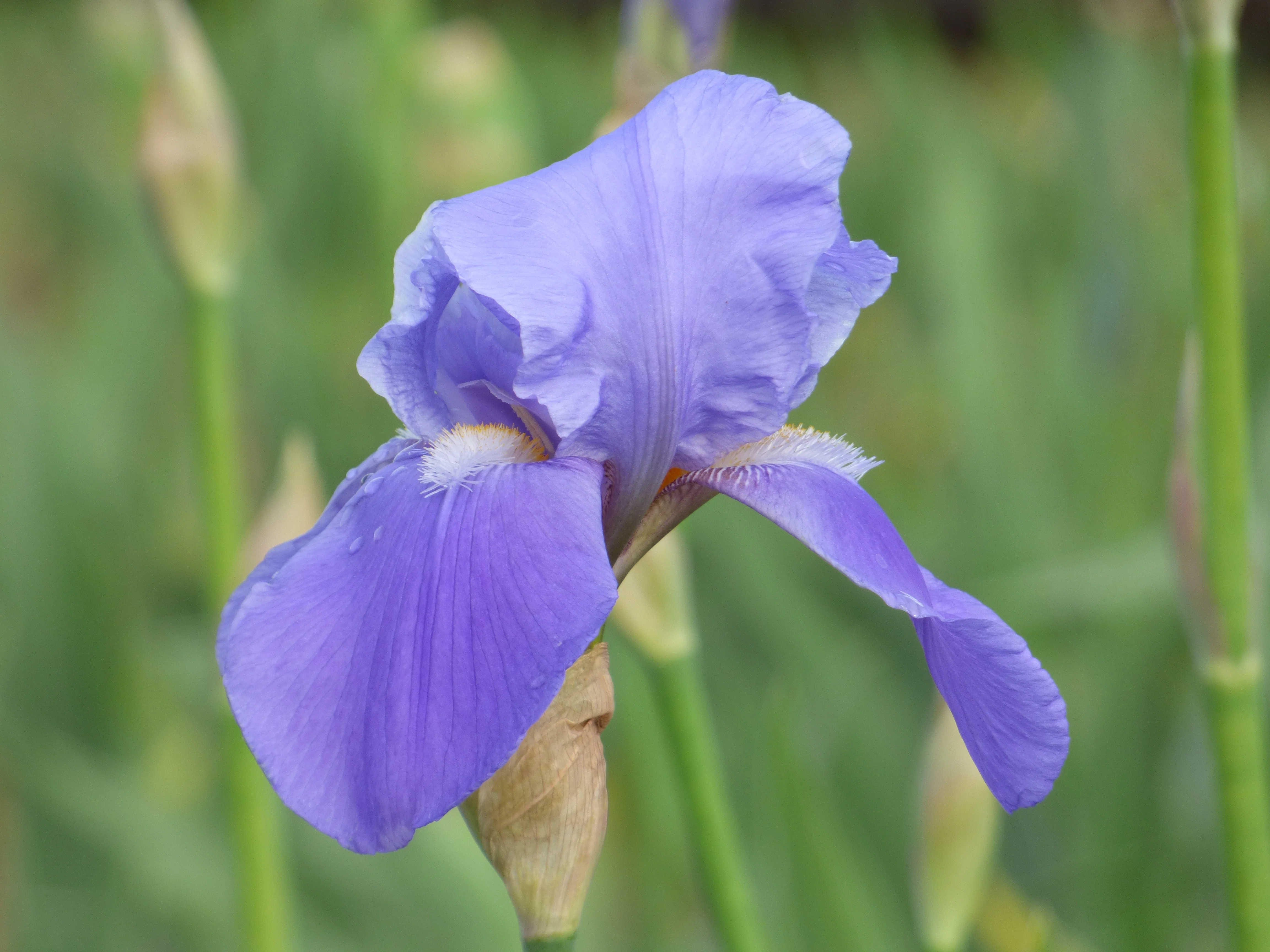 Blue Rhythm - Image 2