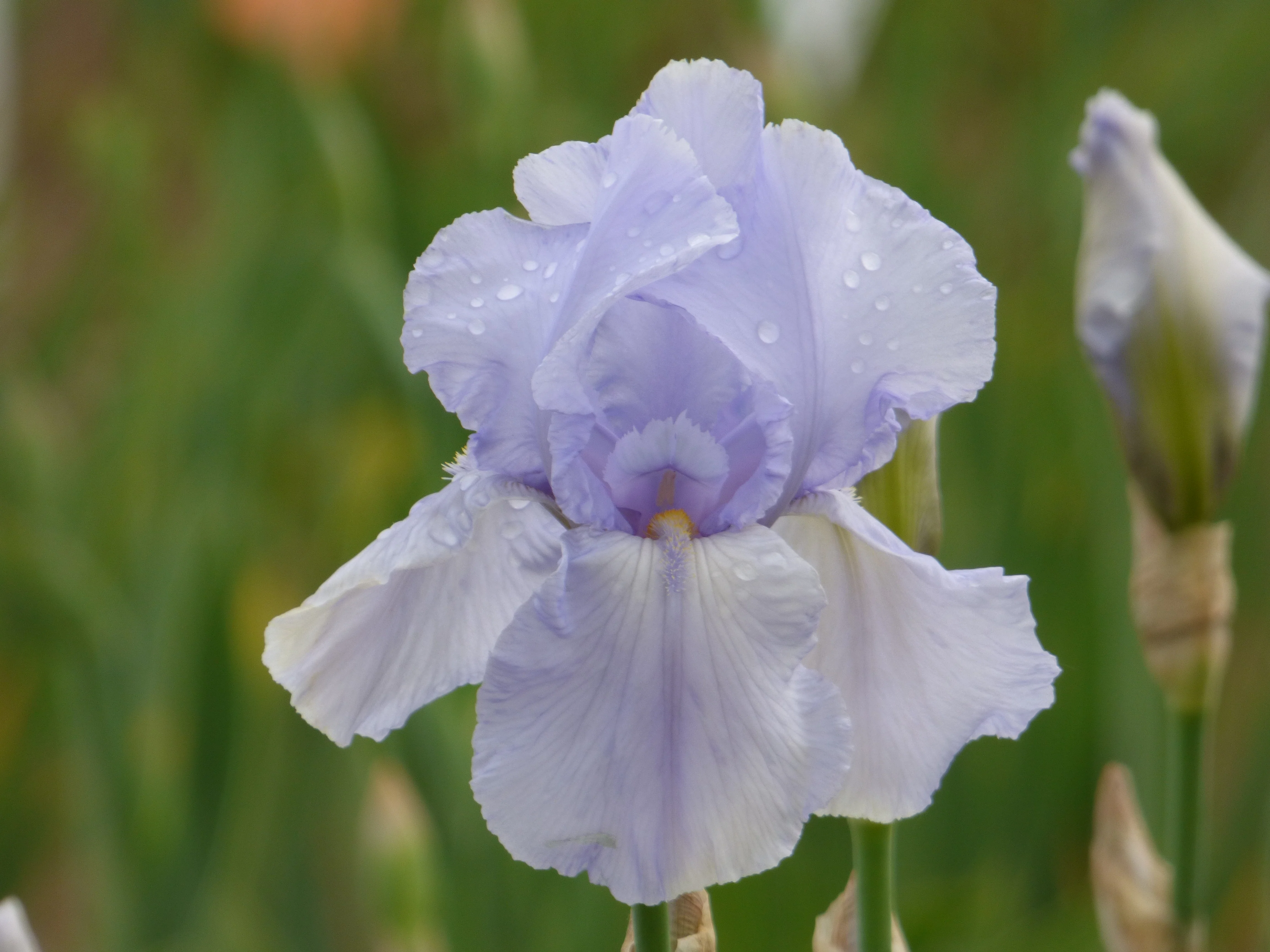 Blue Sapphire
