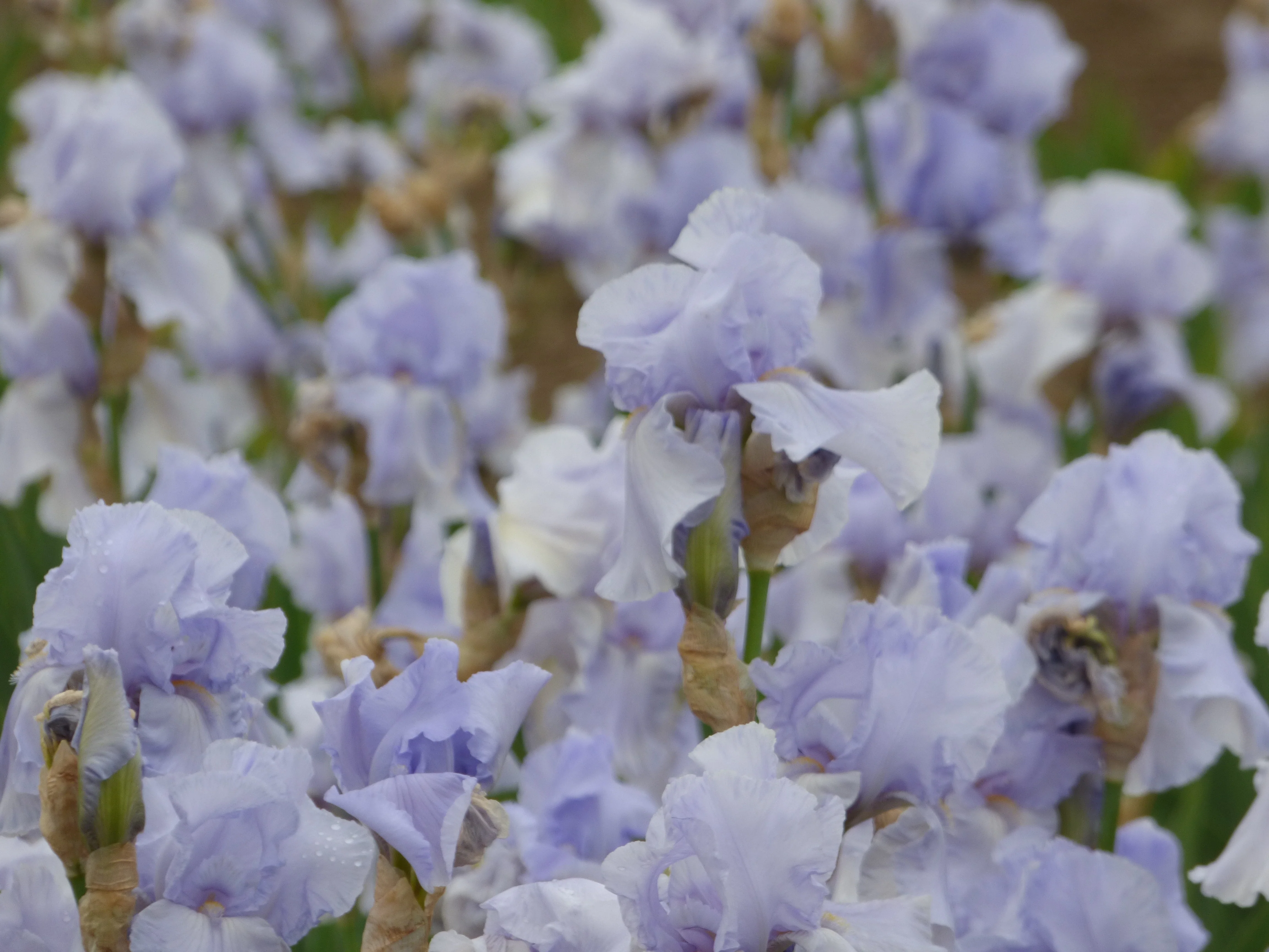 Blue Sapphire - Image 3