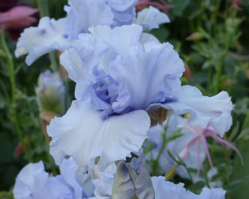 Blue Trill - Image 2