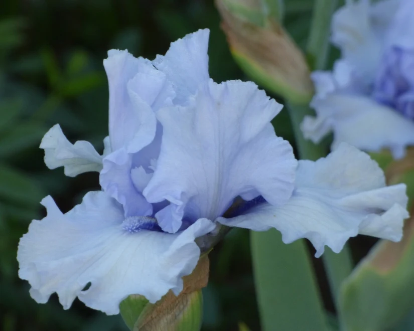 Blue Trill - Image 3