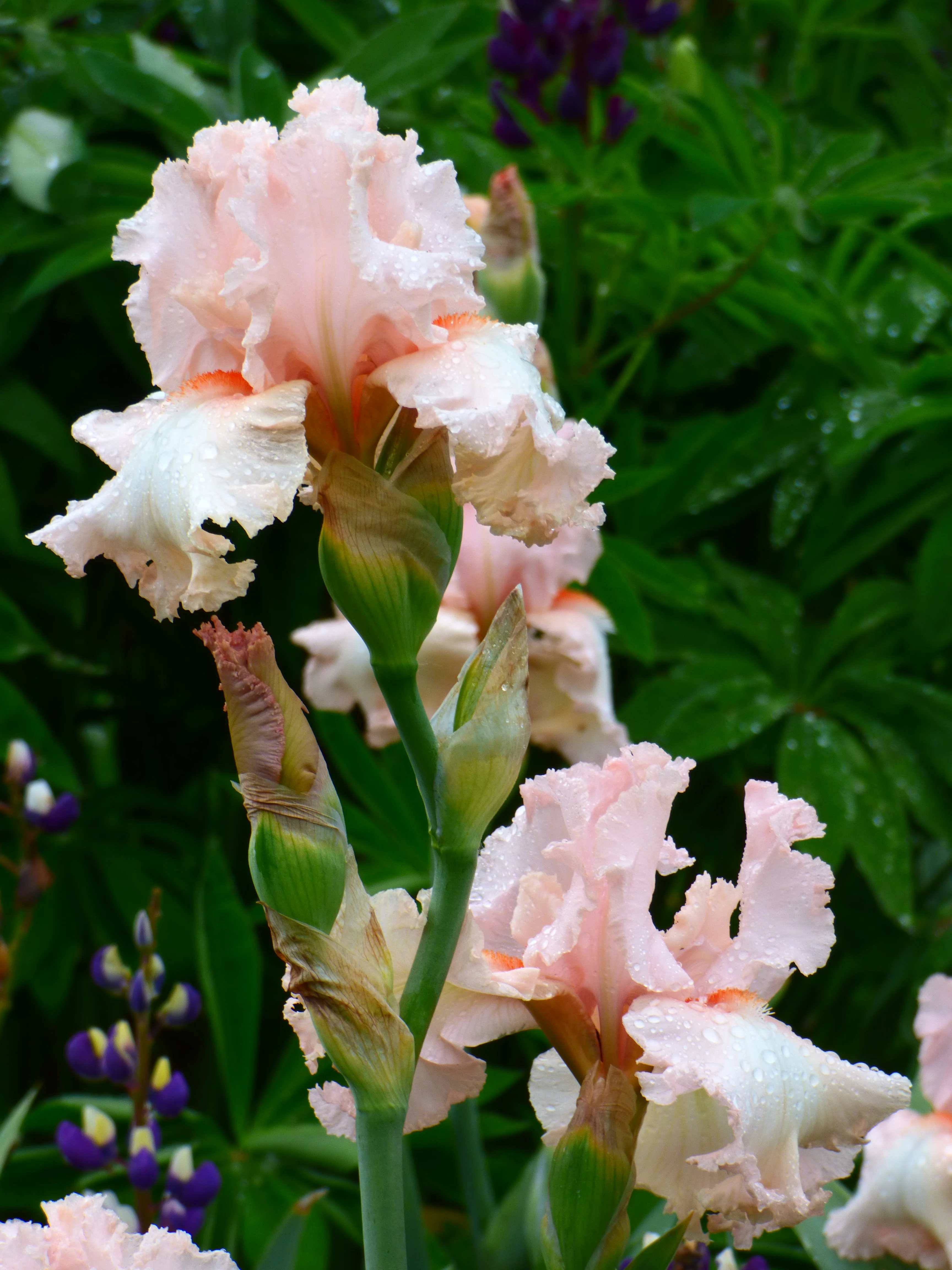 Blush Hour - Image 2