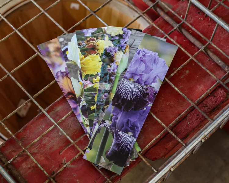5 Assorted Bookmarks
