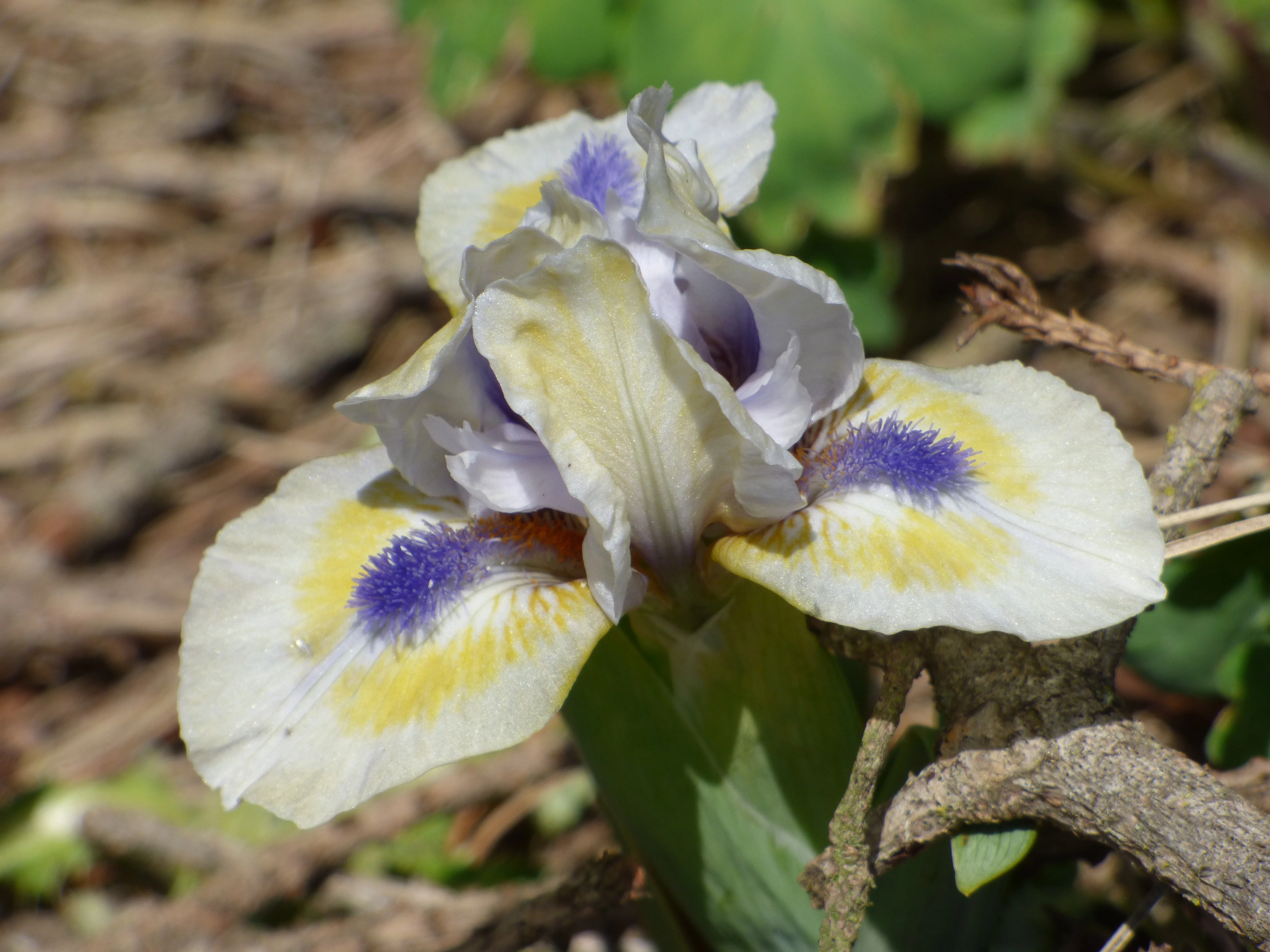 Bright Blue Eyes - Image 2