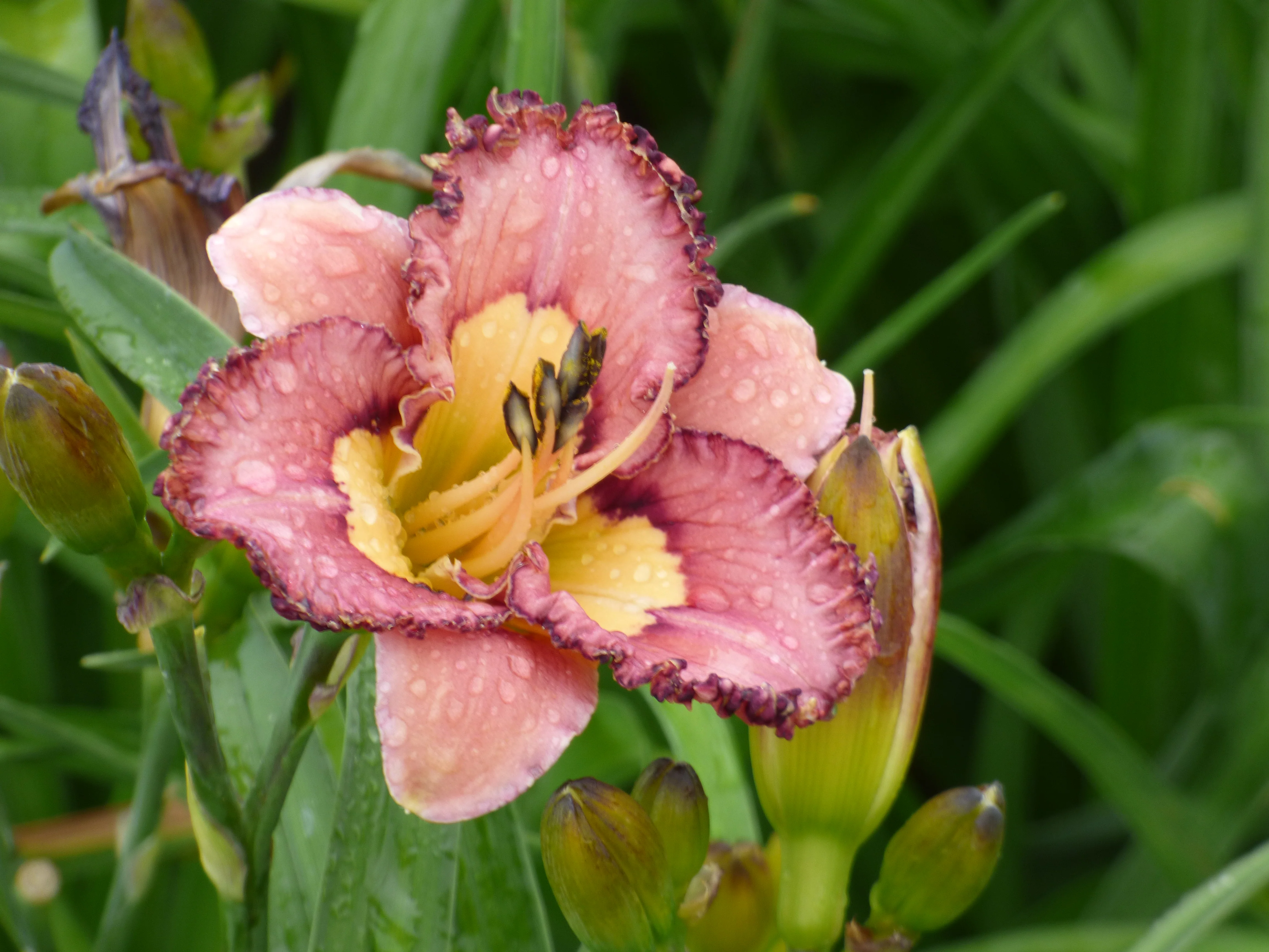Brouhaha (Daylily) - Image 3