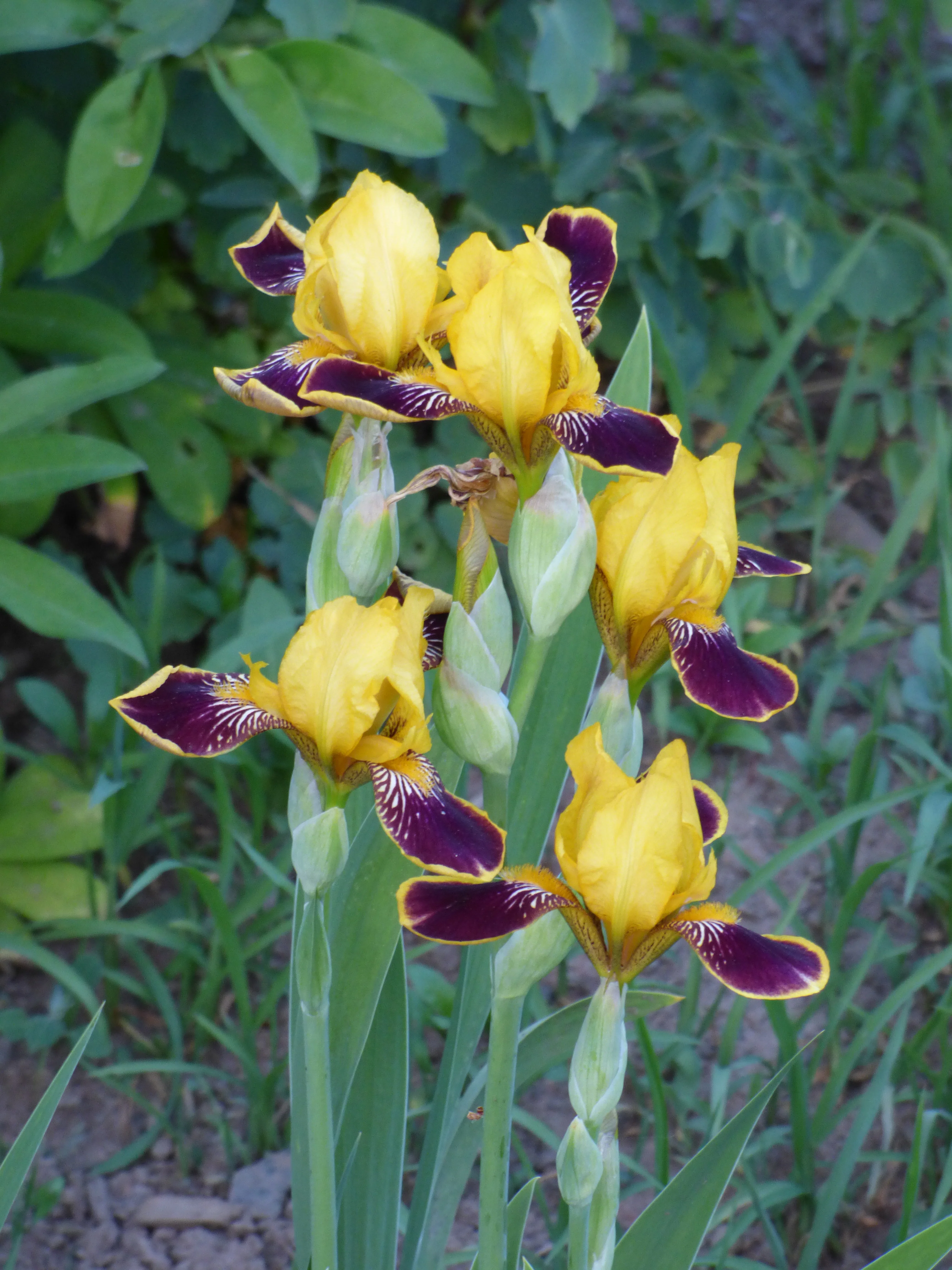 Bumblebee Deelite - Image 3