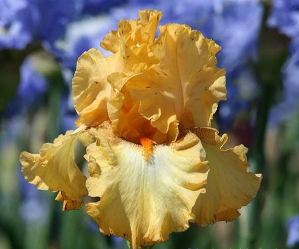 Butterlicious