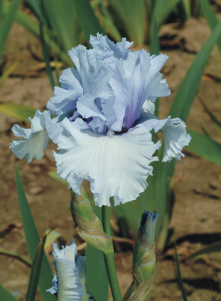 Cafe Bleu - Image 3