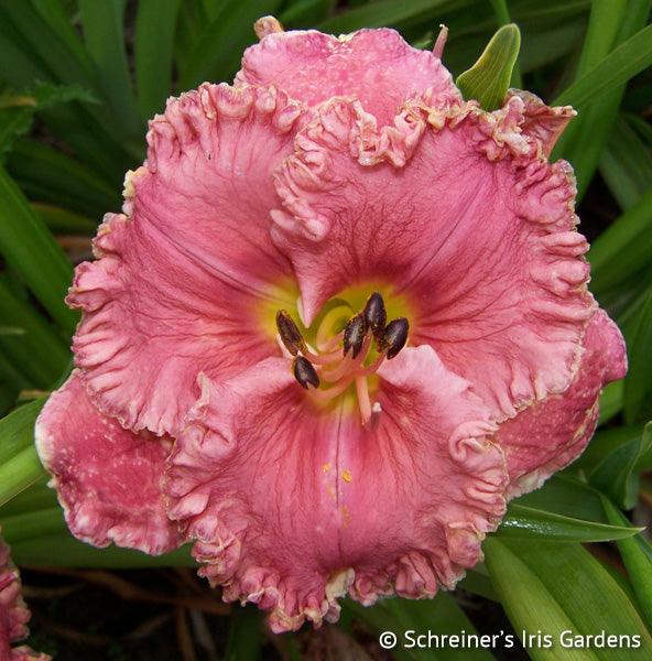 Charismatic (Daylily)