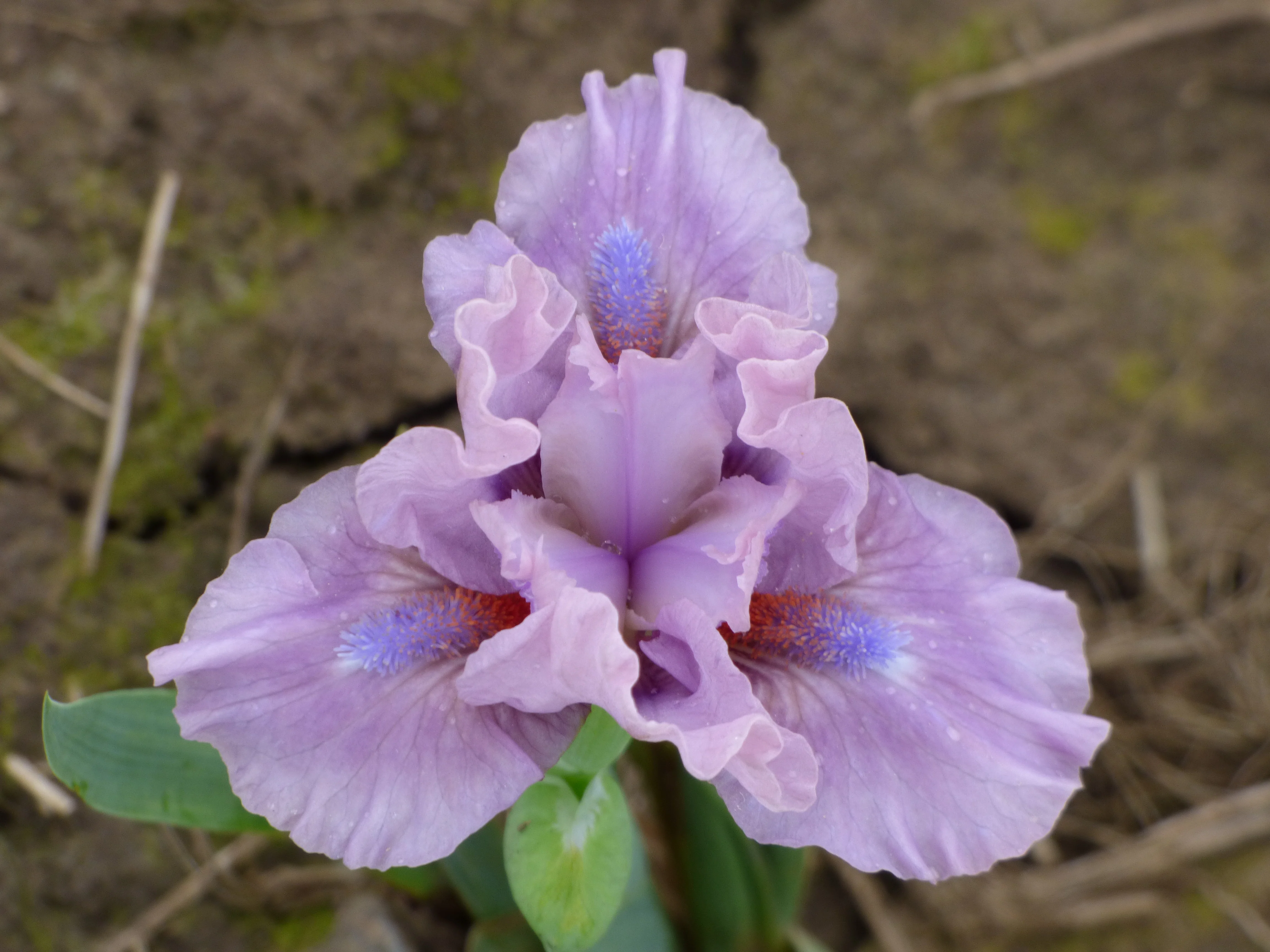 Cheery Blush - Image 2