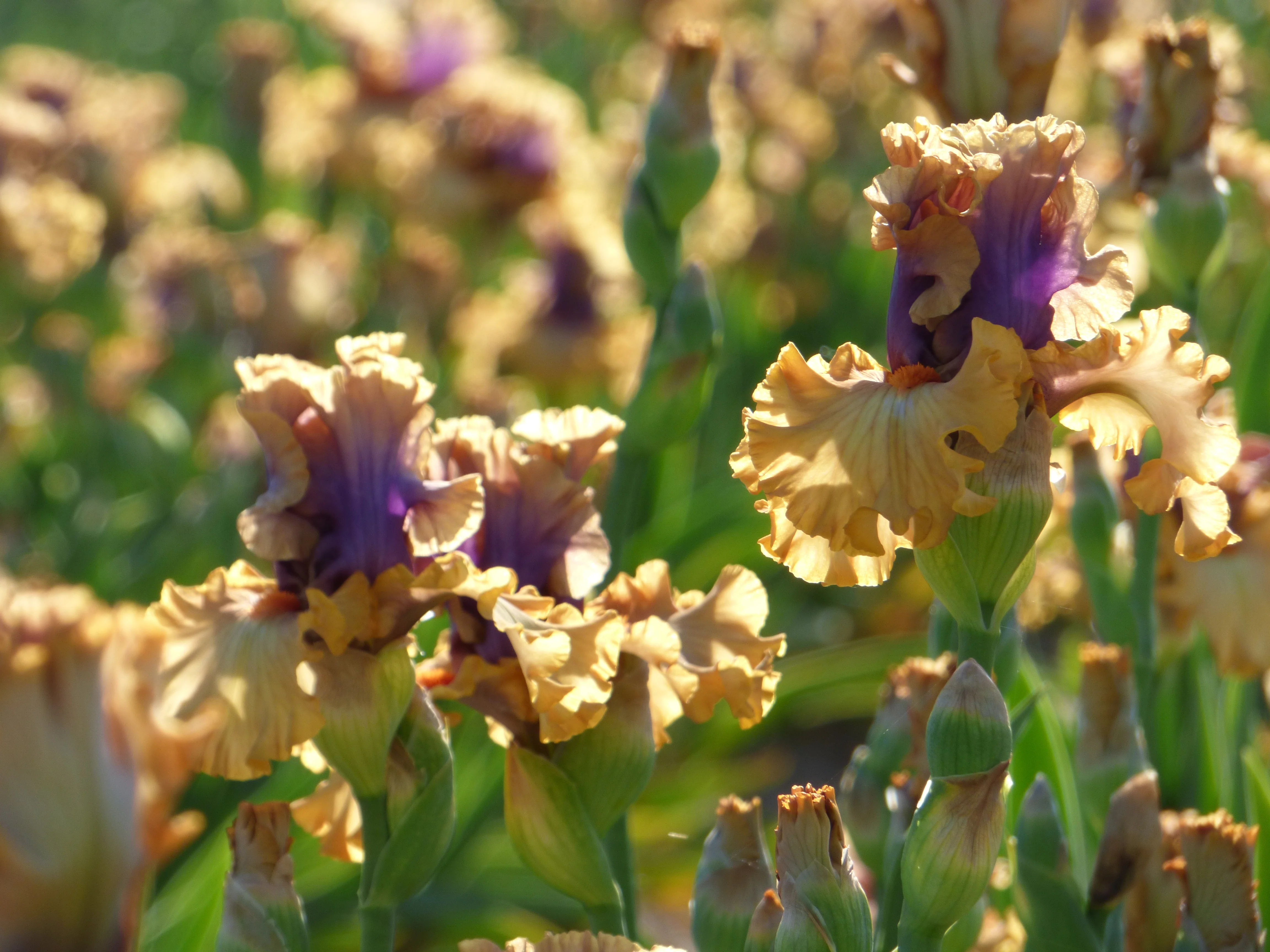 Color Capers - Image 3