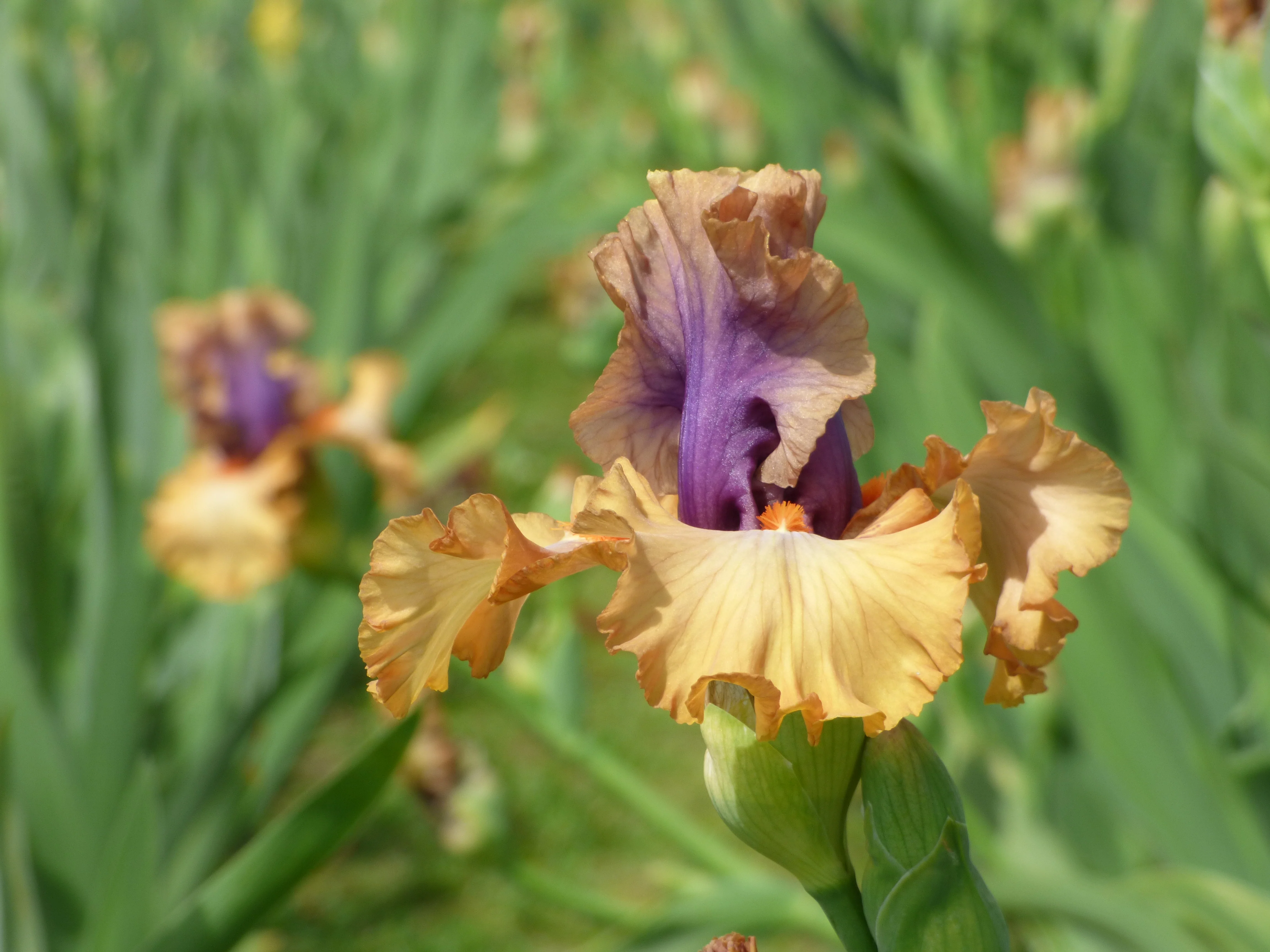 Color Capers - Image 4