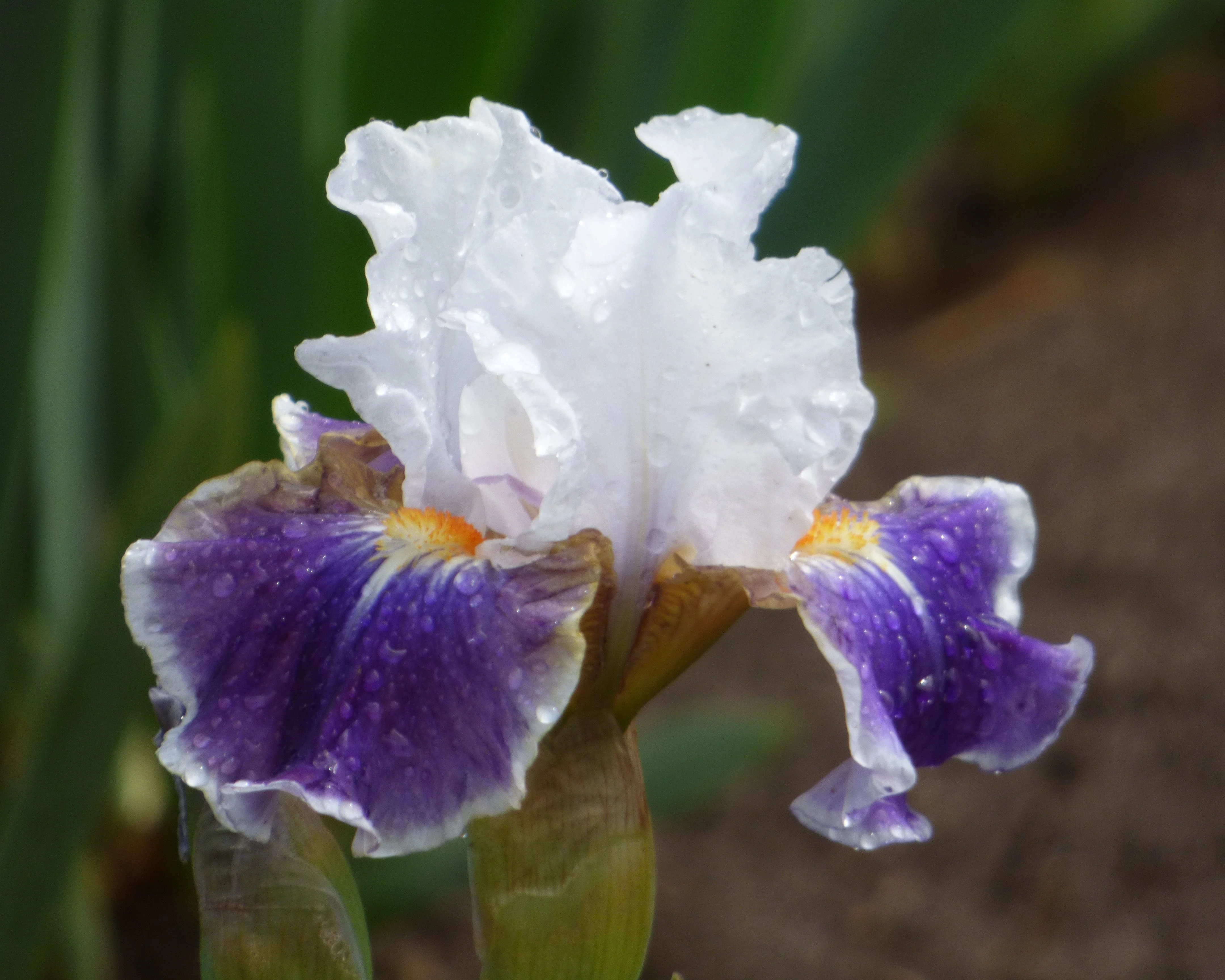 Dazzling - Image 3