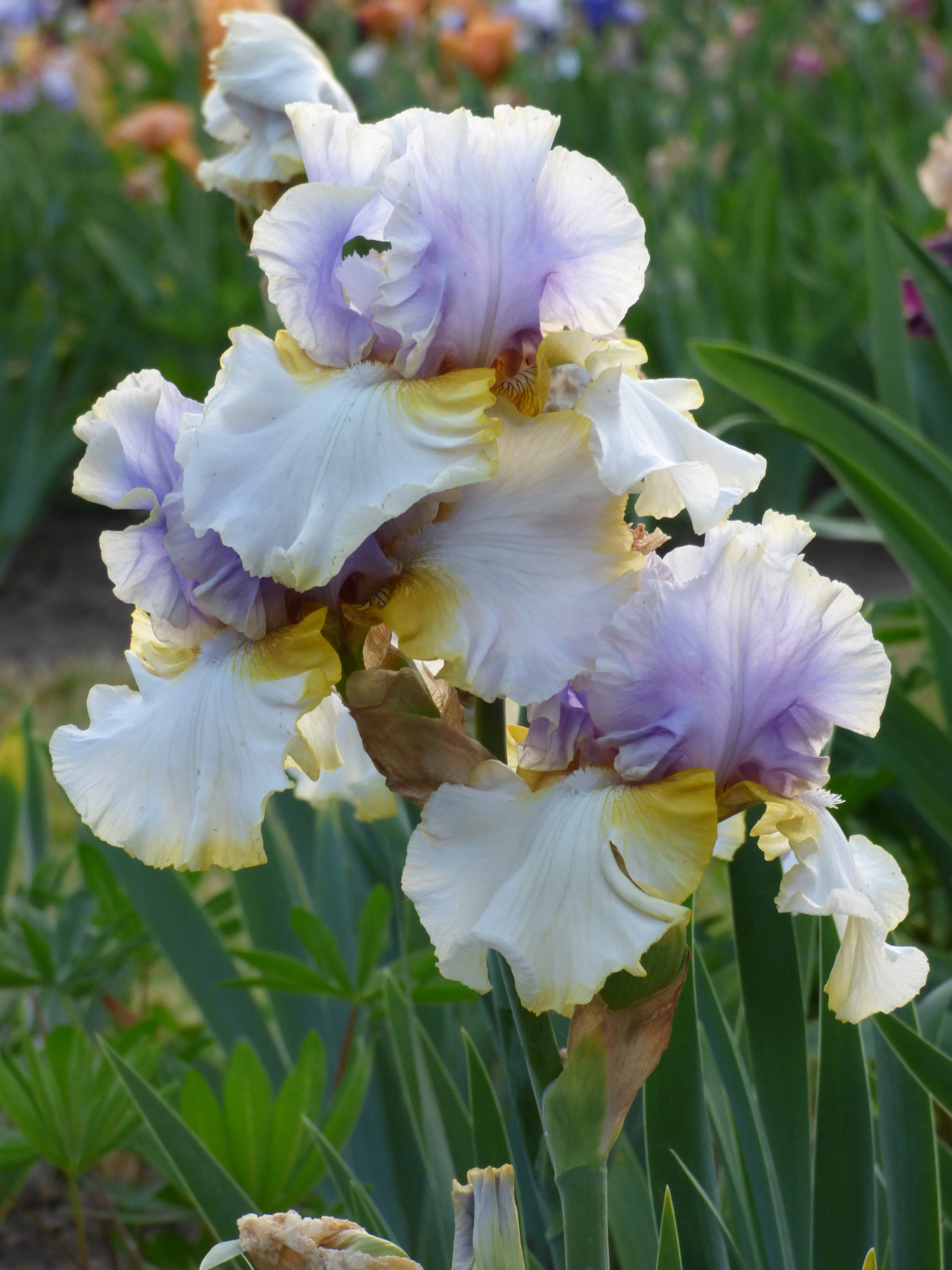 Easter Charm - Image 2