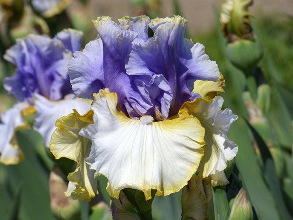 Easter Charm - Image 3