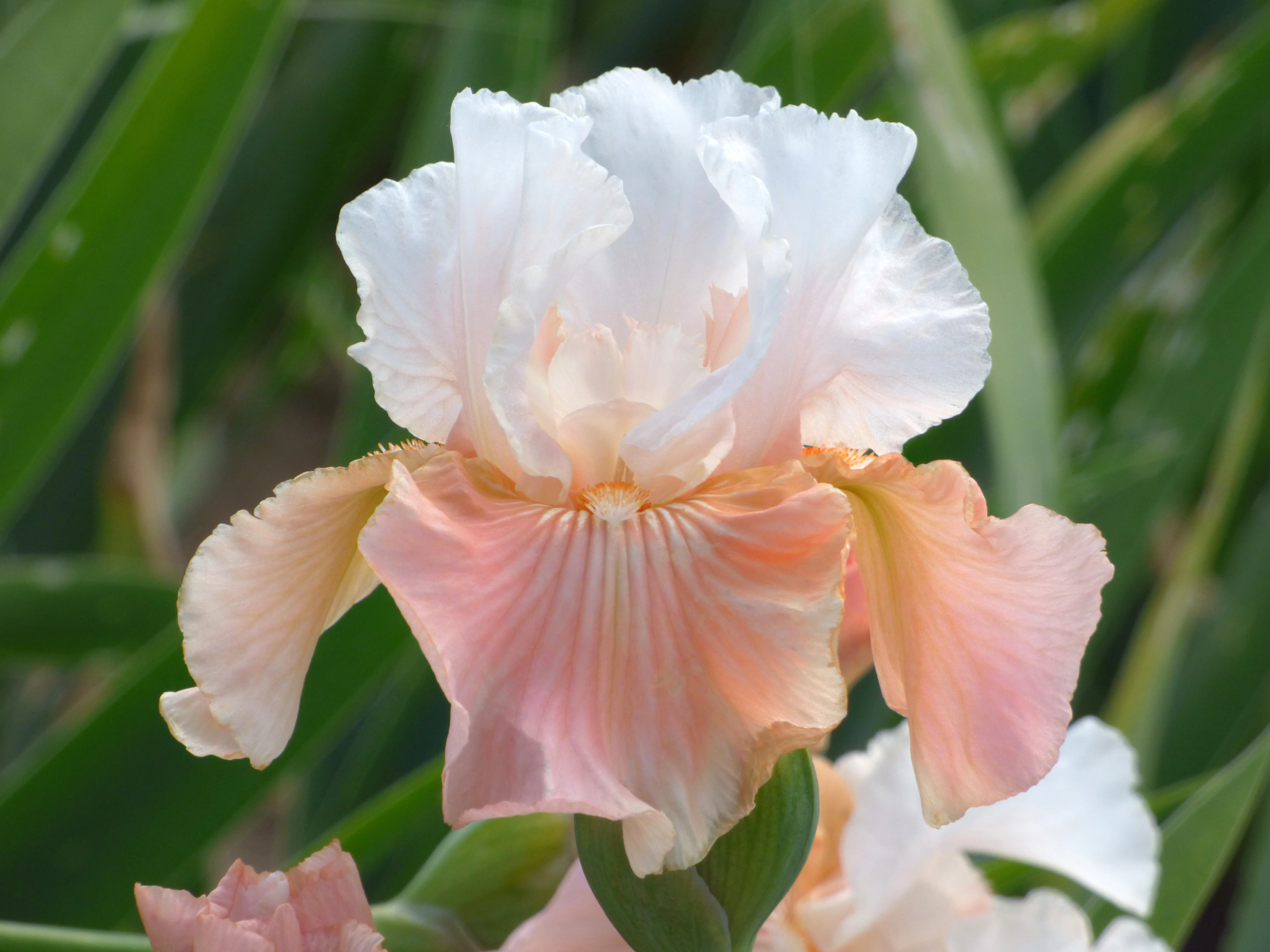 Easter Iris Collection - Image 3