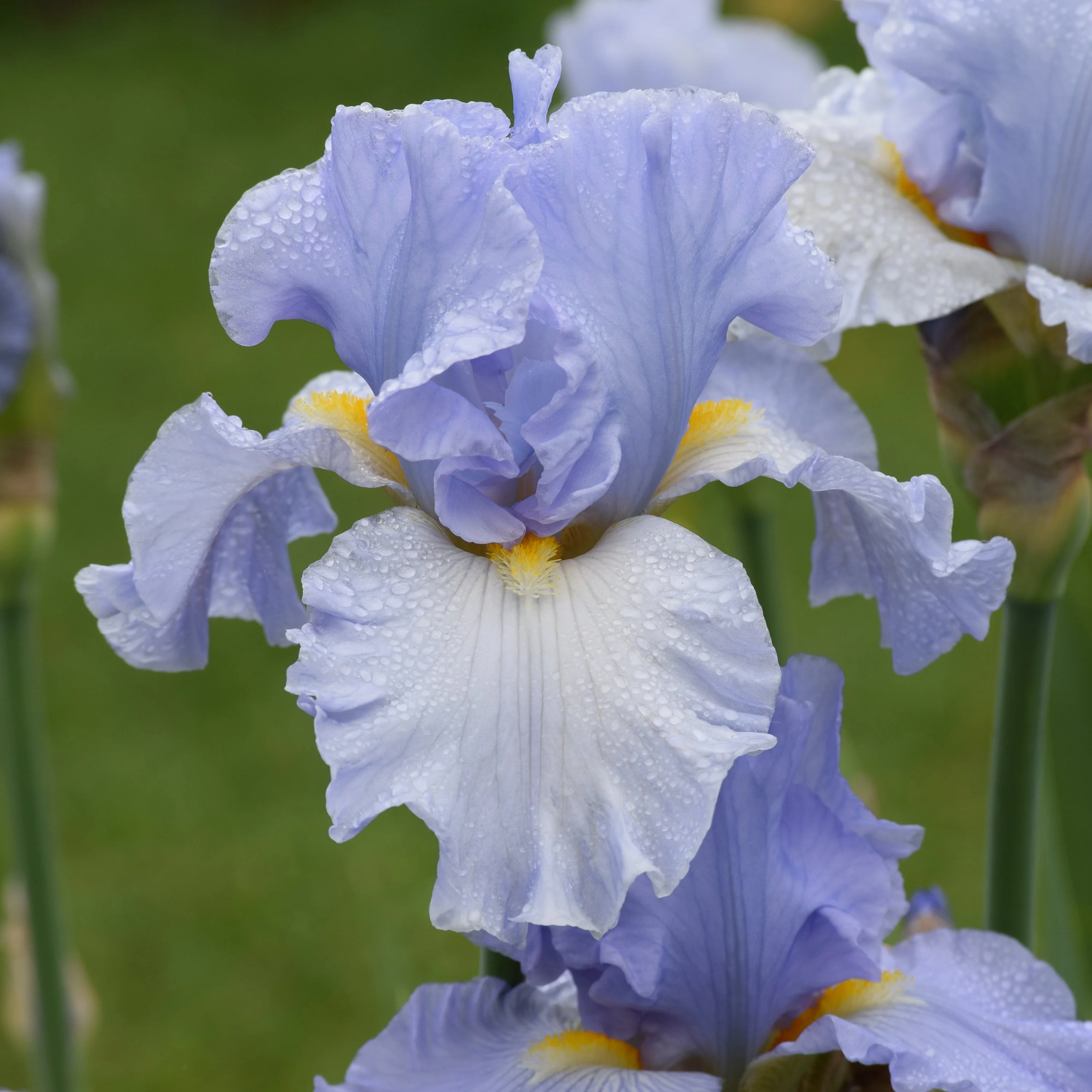 Easter Iris Collection - Image 4