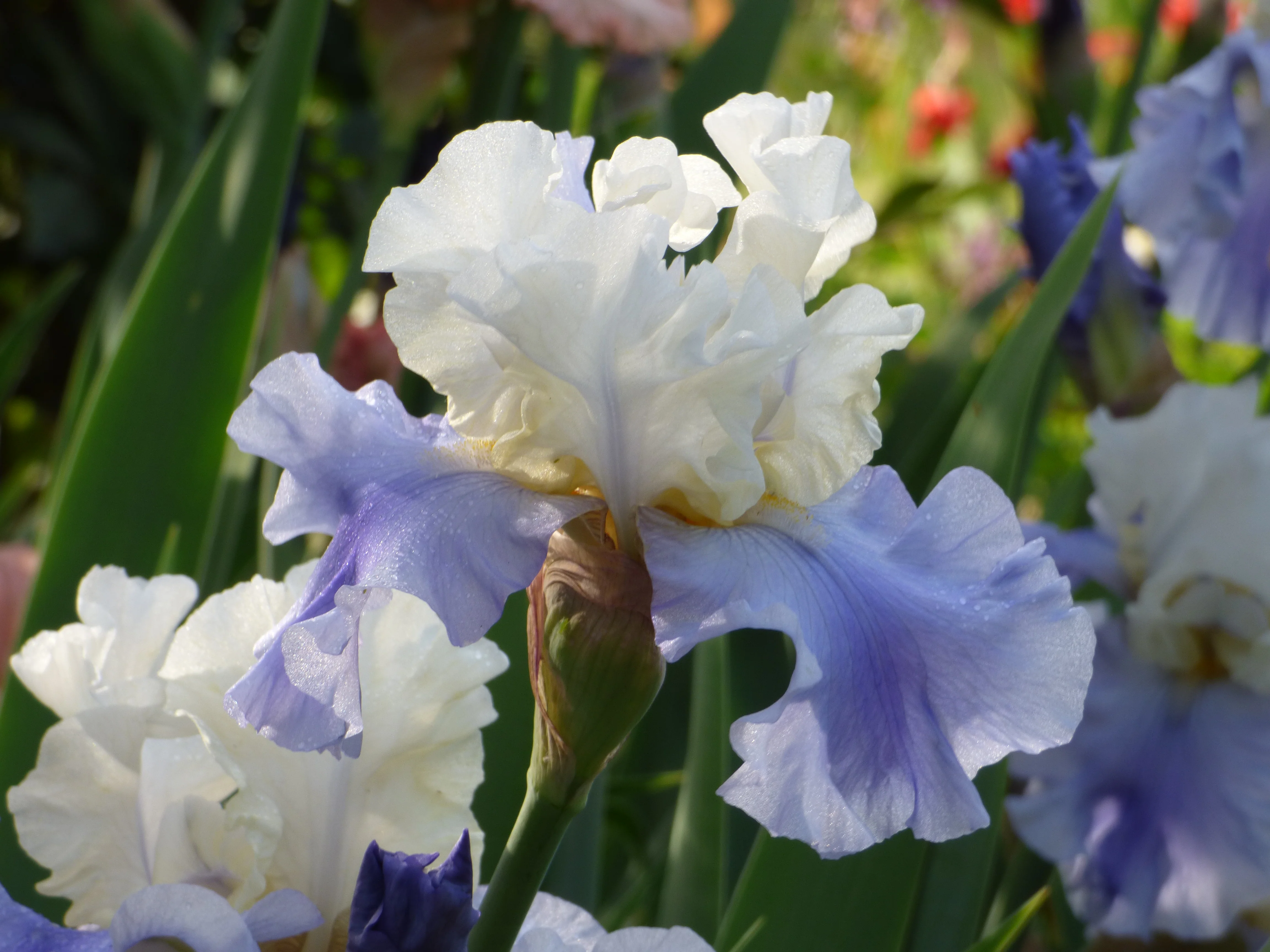 Easter Iris Collection - Image 5