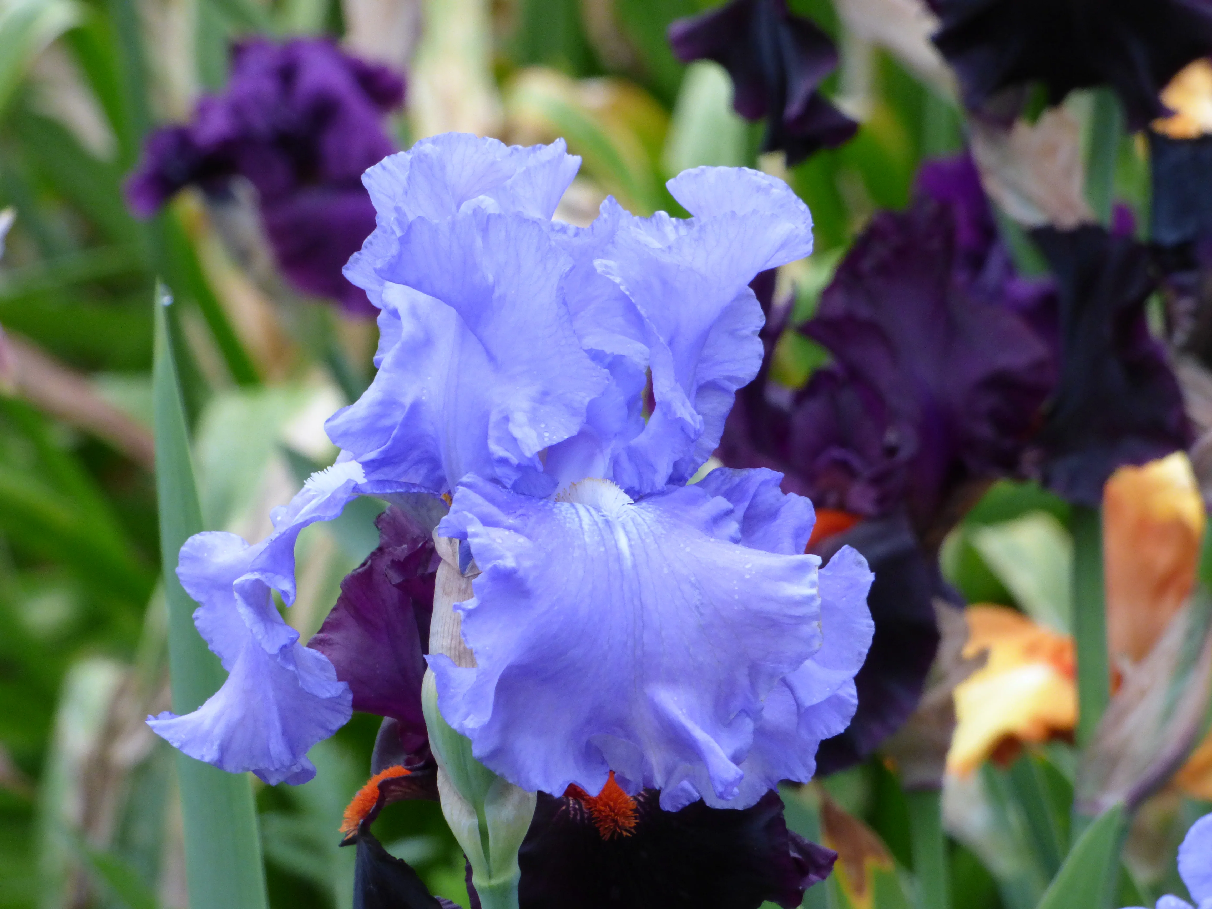 Elegance In Blue - Image 2