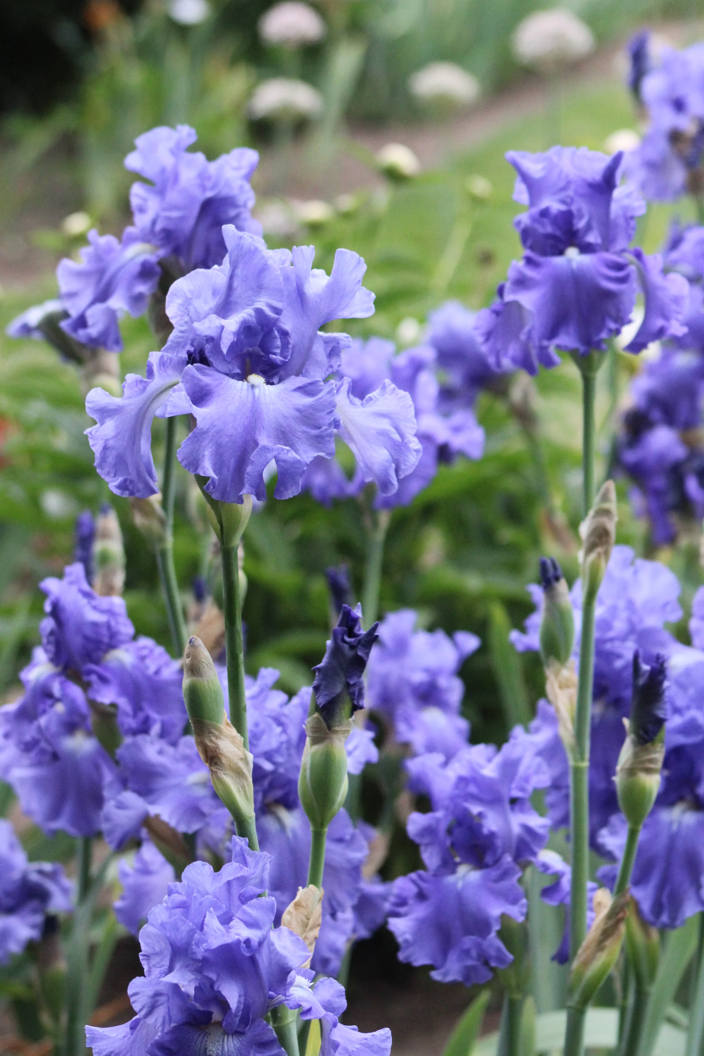 Elegance In Blue - Image 3