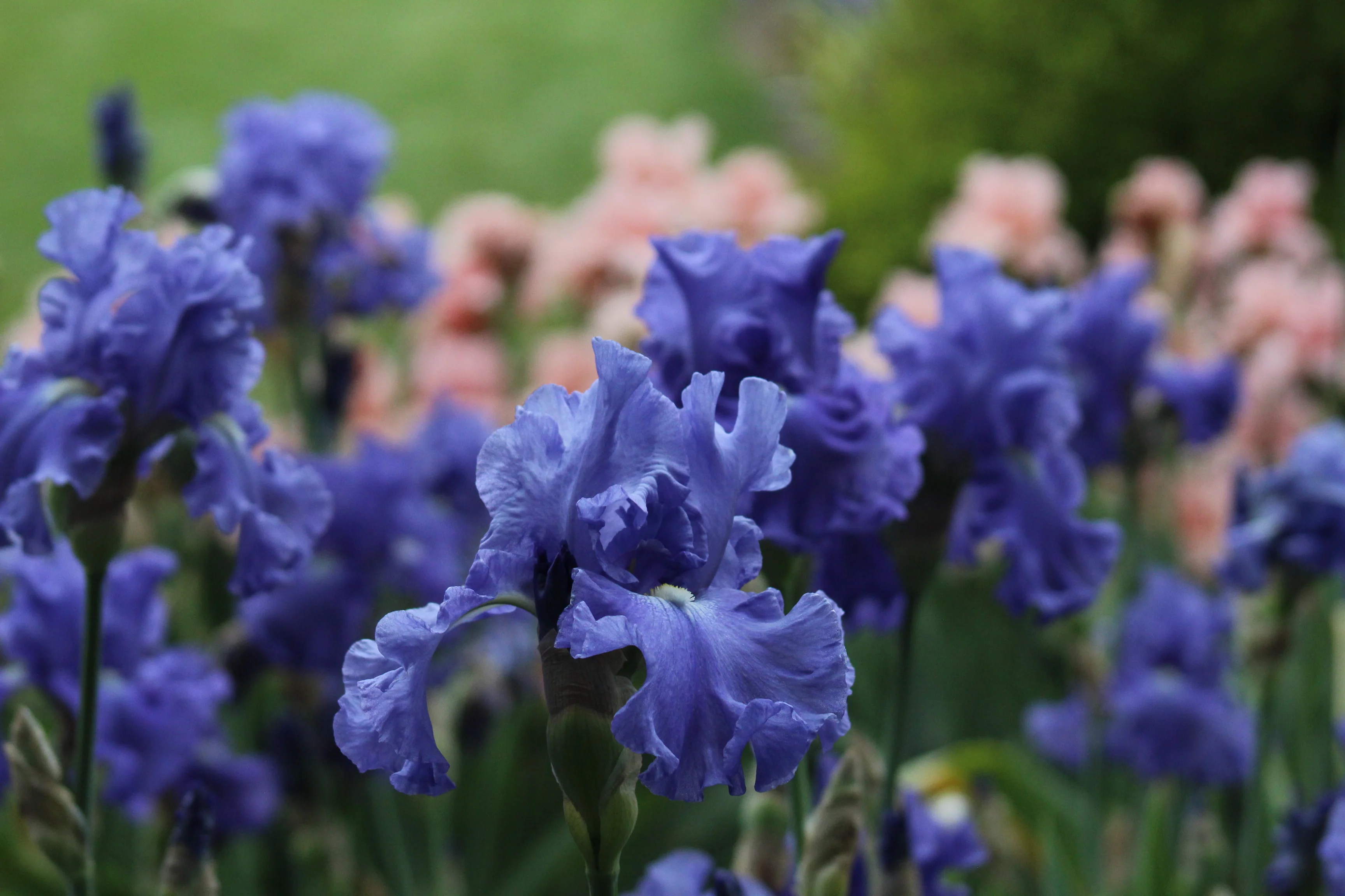 Elegance In Blue - Image 4