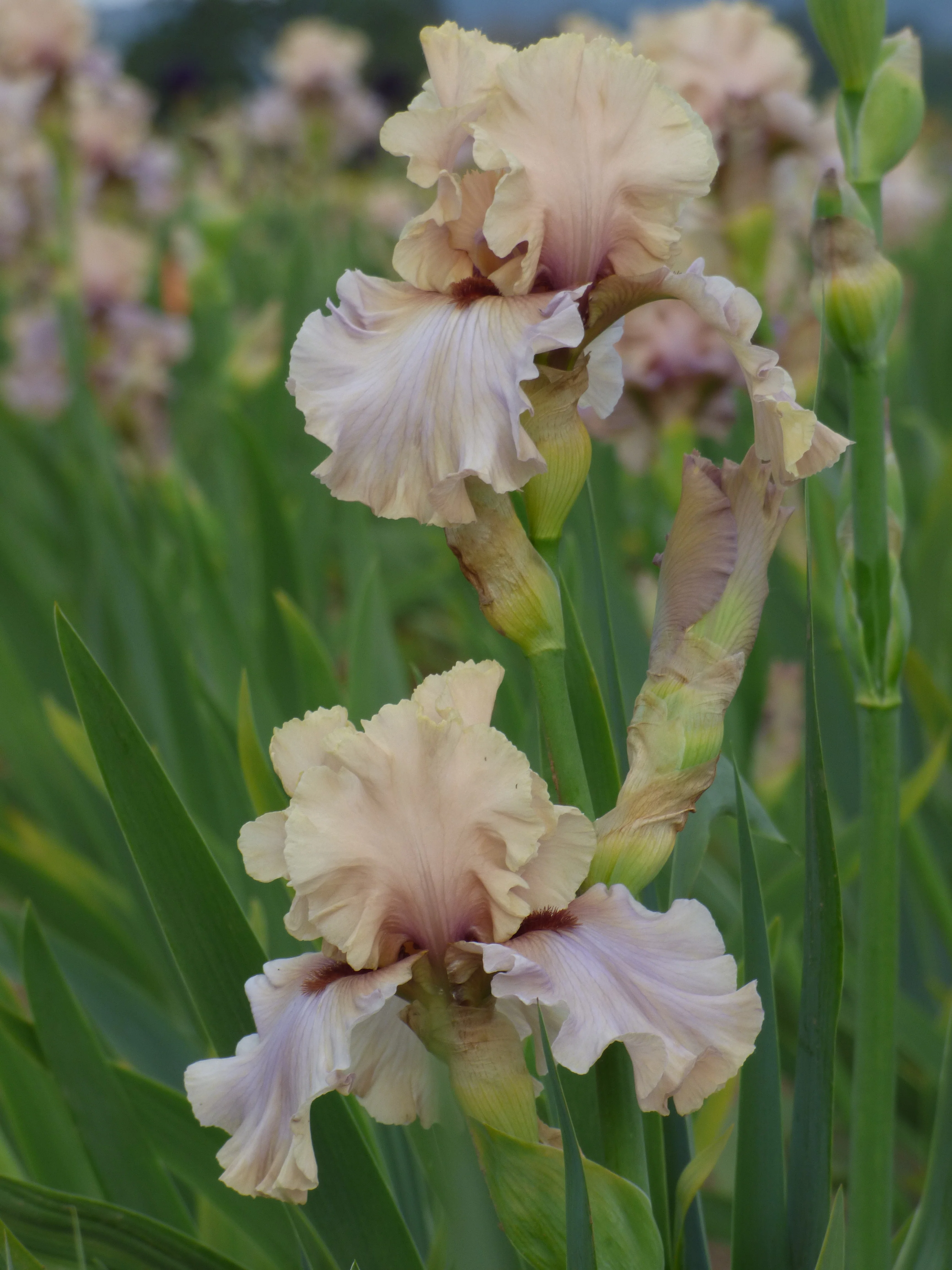 Enter the Dragon - Image 3