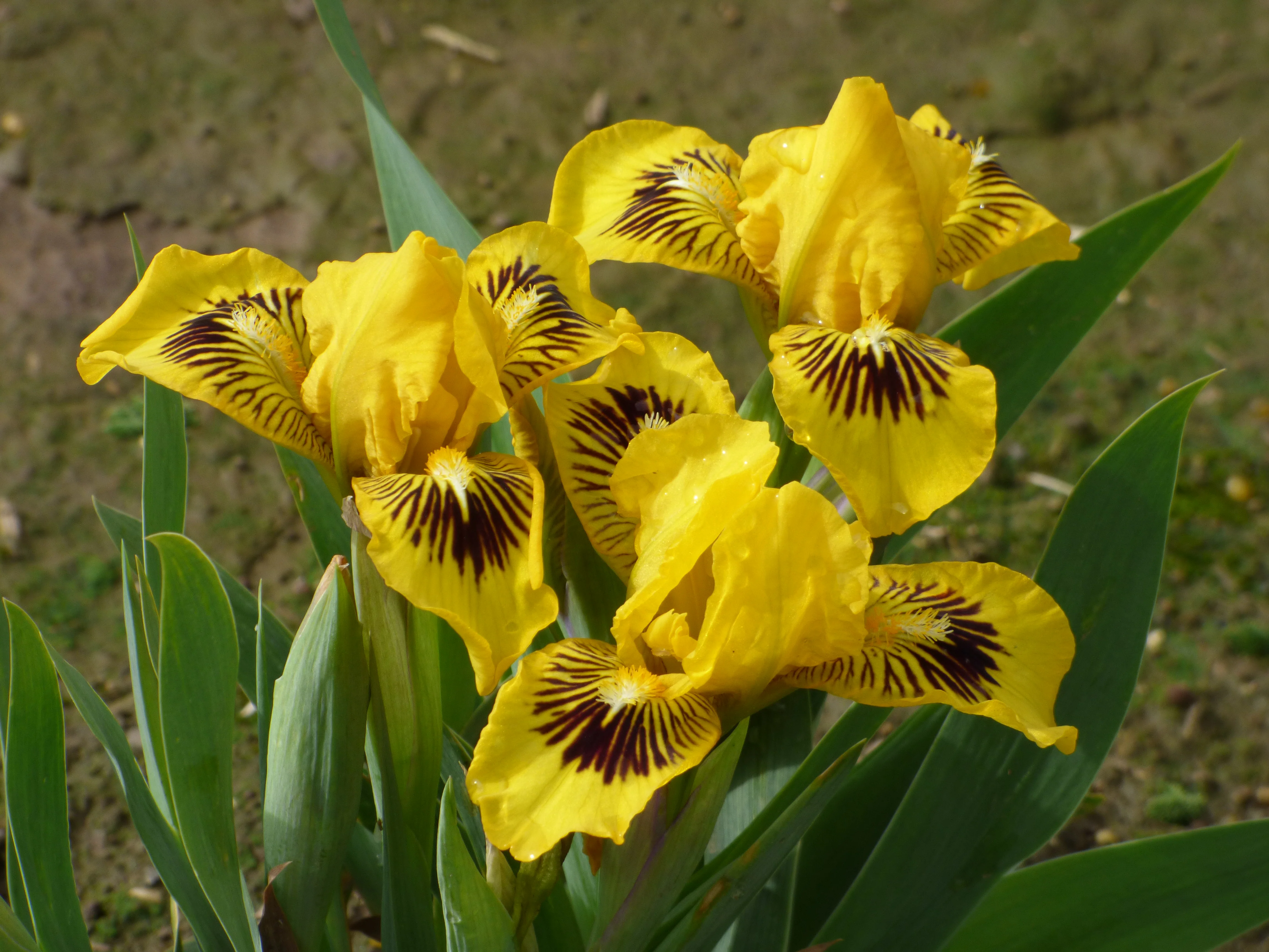 Eyebright - Image 2