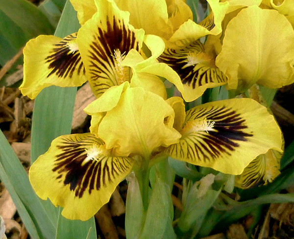 Eyebright - Image 4
