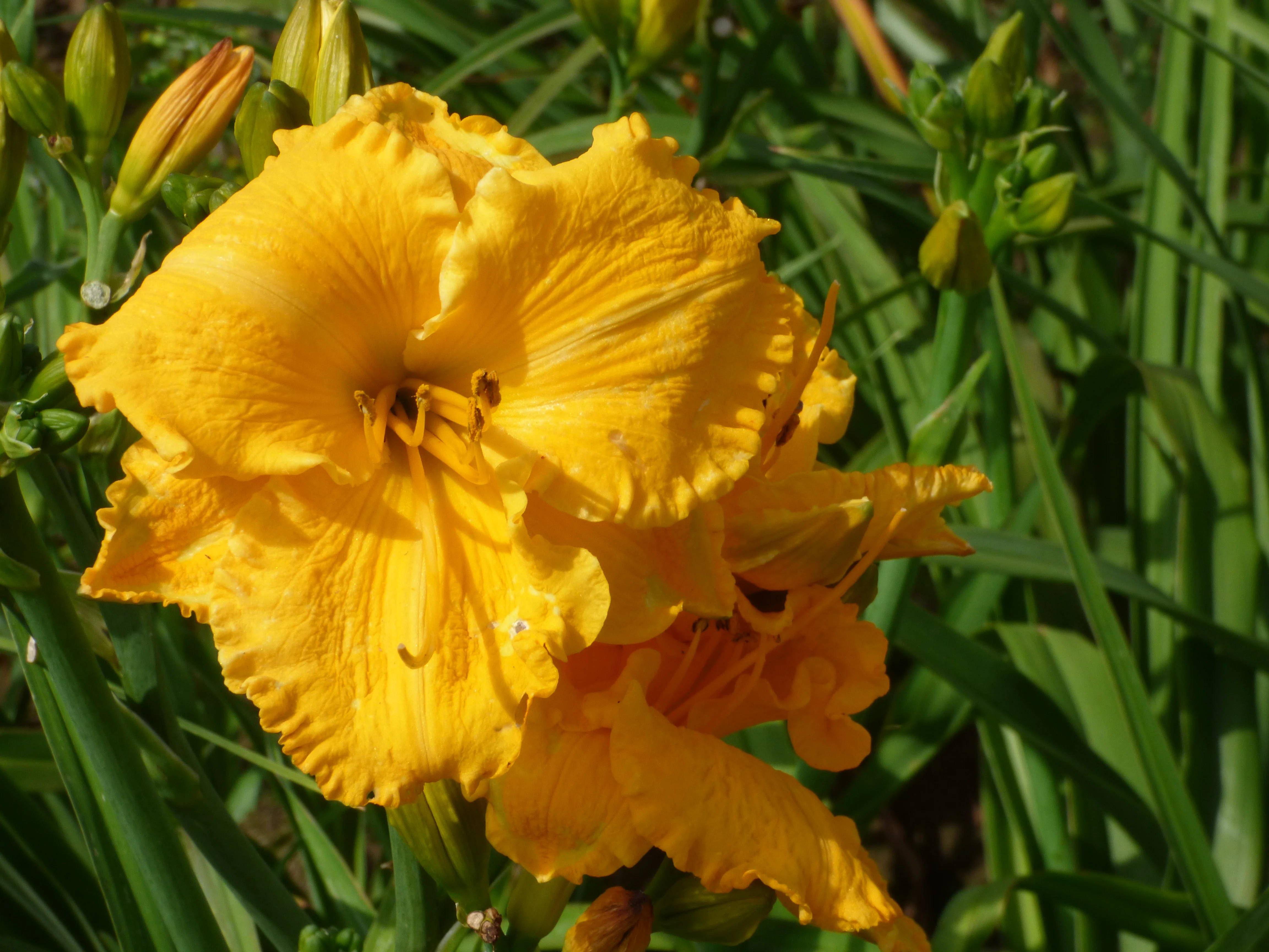Golden Showoff - Image 2