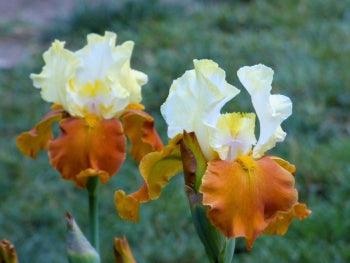 Fall Fiesta - Image 2