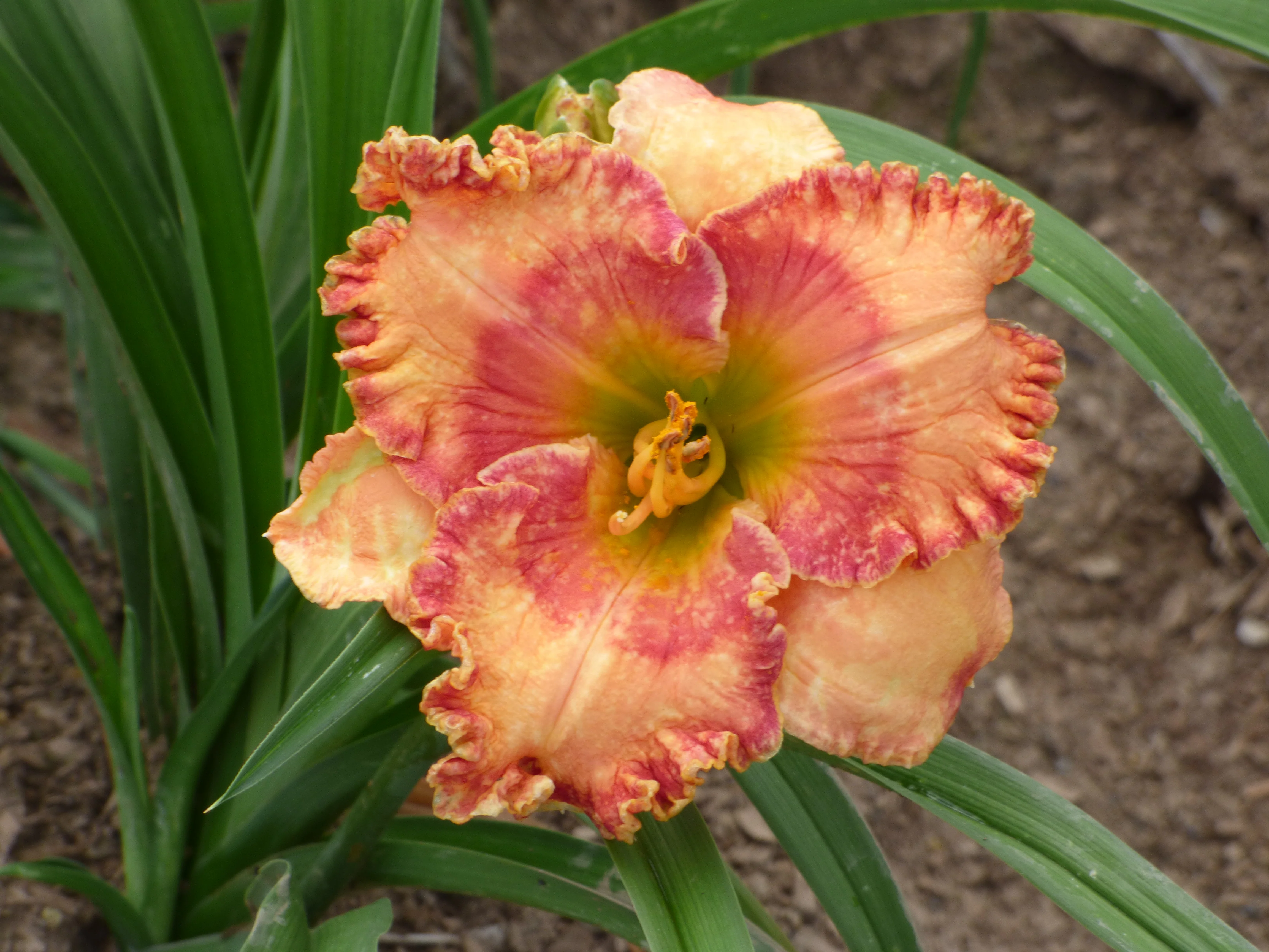 Fascinating Colors - Image 2
